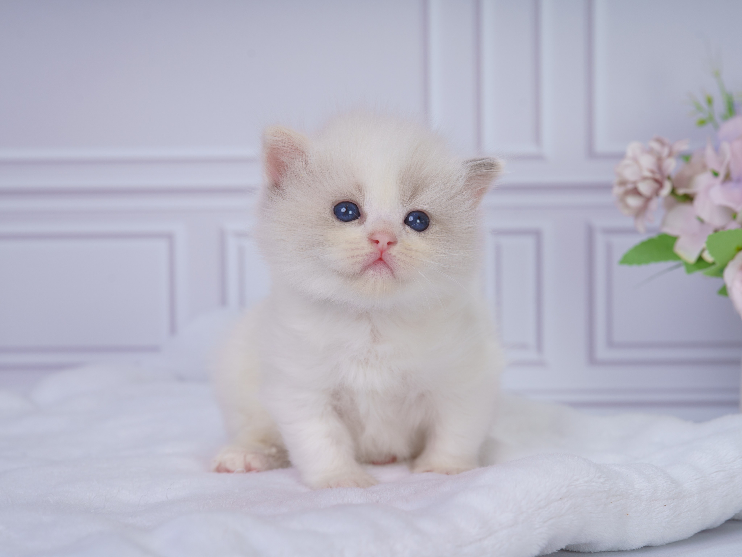 Котята рэгдолл от Loyal Adore. Питомник рэгдолл Loyal Adore