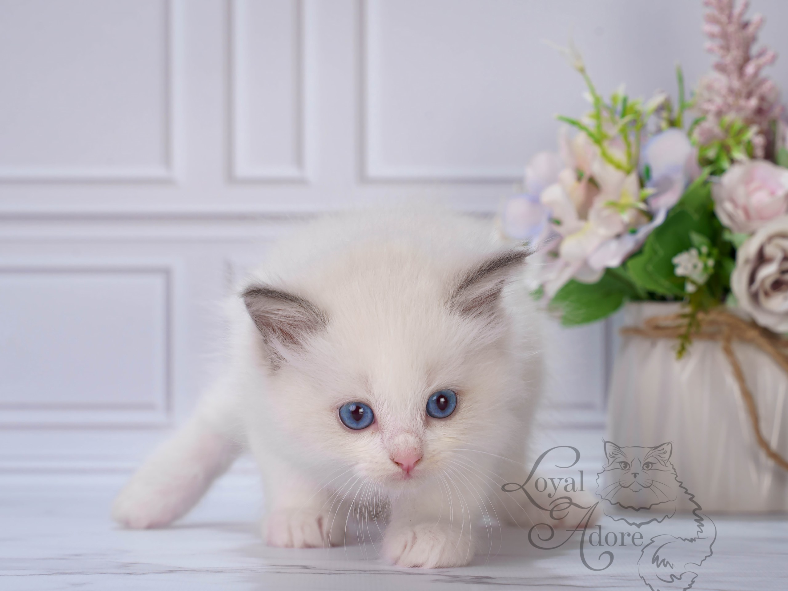 Котята рэгдолл от Loyal Adore. Питомник рэгдолл Loyal Adore