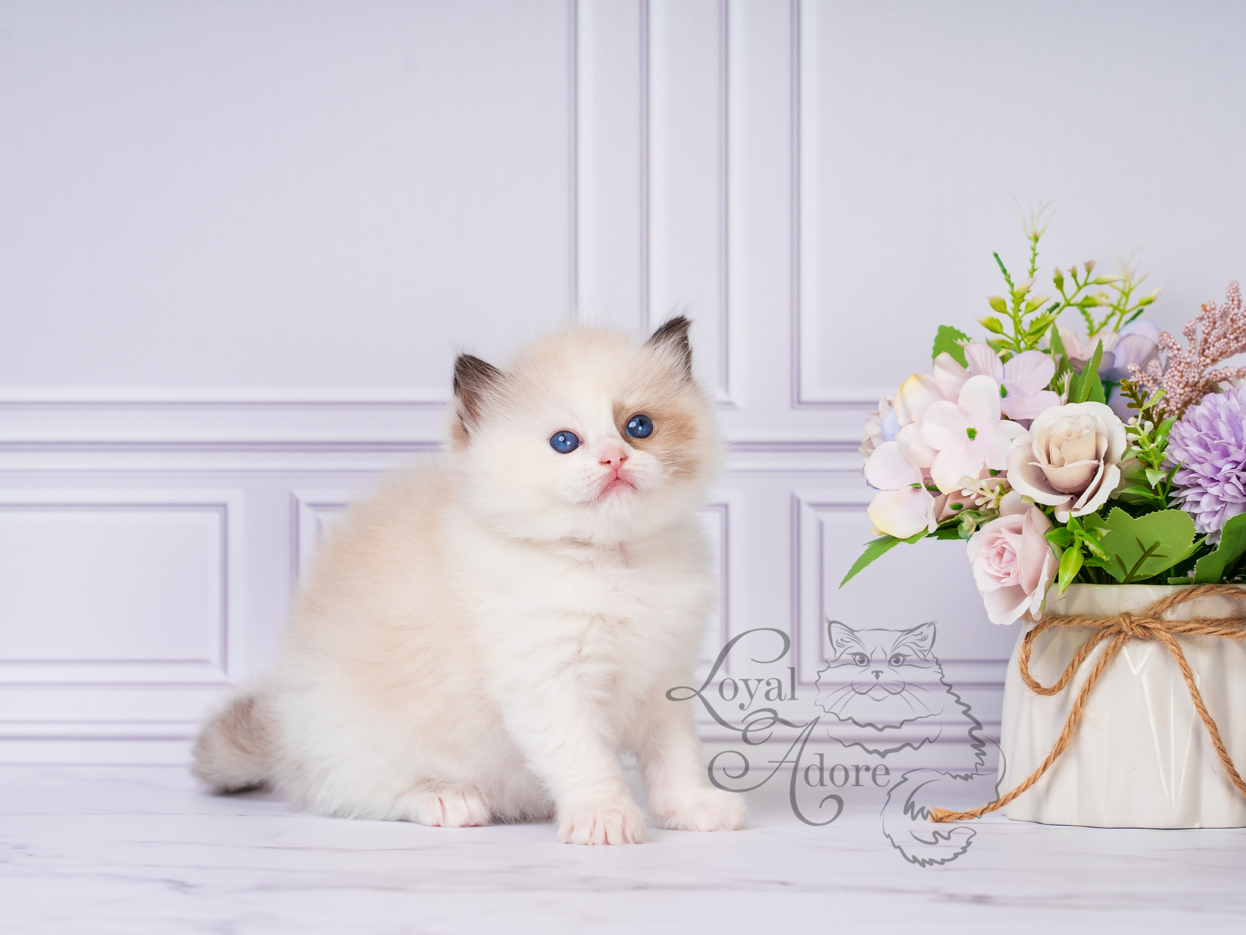 Котята рэгдолл от Loyal Adore. Питомник рэгдолл Loyal Adore