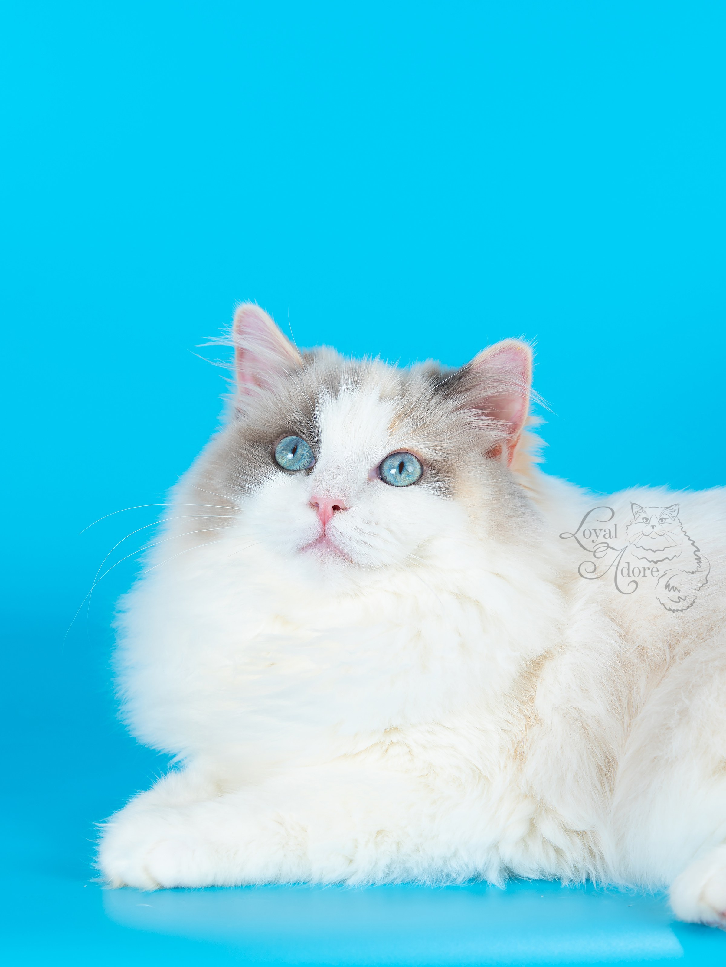 Кошки производители Loyal Adore. Питомник рэгдолл Loyal Adore