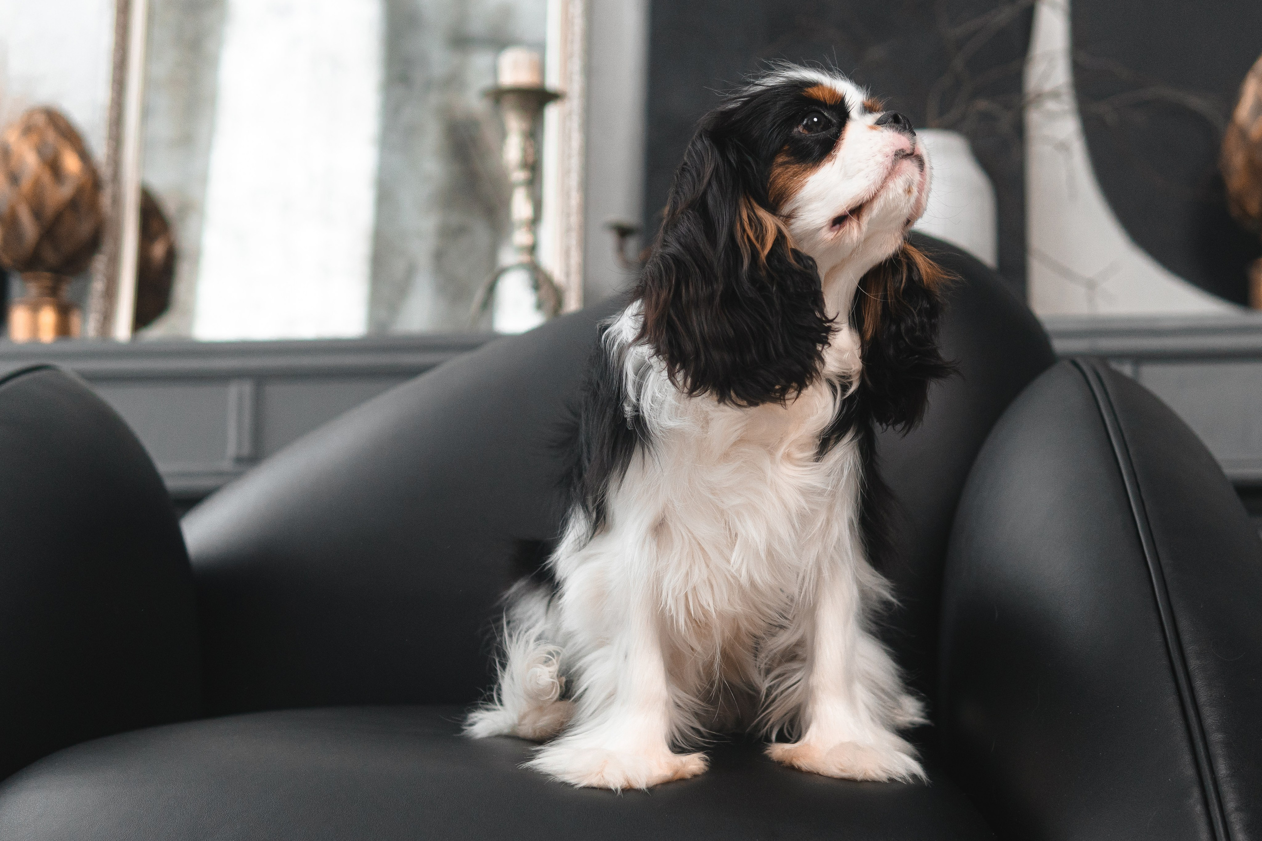 Belle Destino Harley Davidson: история о брутальном щенке. Портретный и репортажный фотограф в Воронеже: Анастасия Пузикова