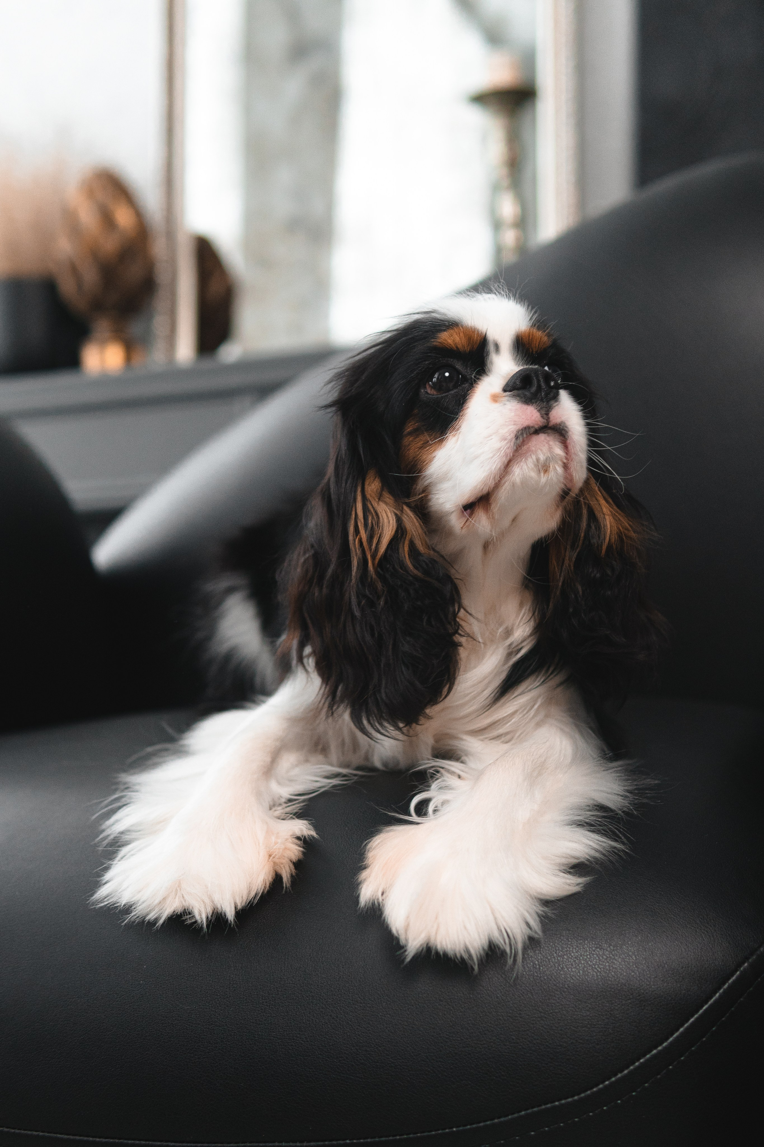 Belle Destino Harley Davidson: история о брутальном щенке. Портретный и репортажный фотограф в Воронеже: Анастасия Пузикова