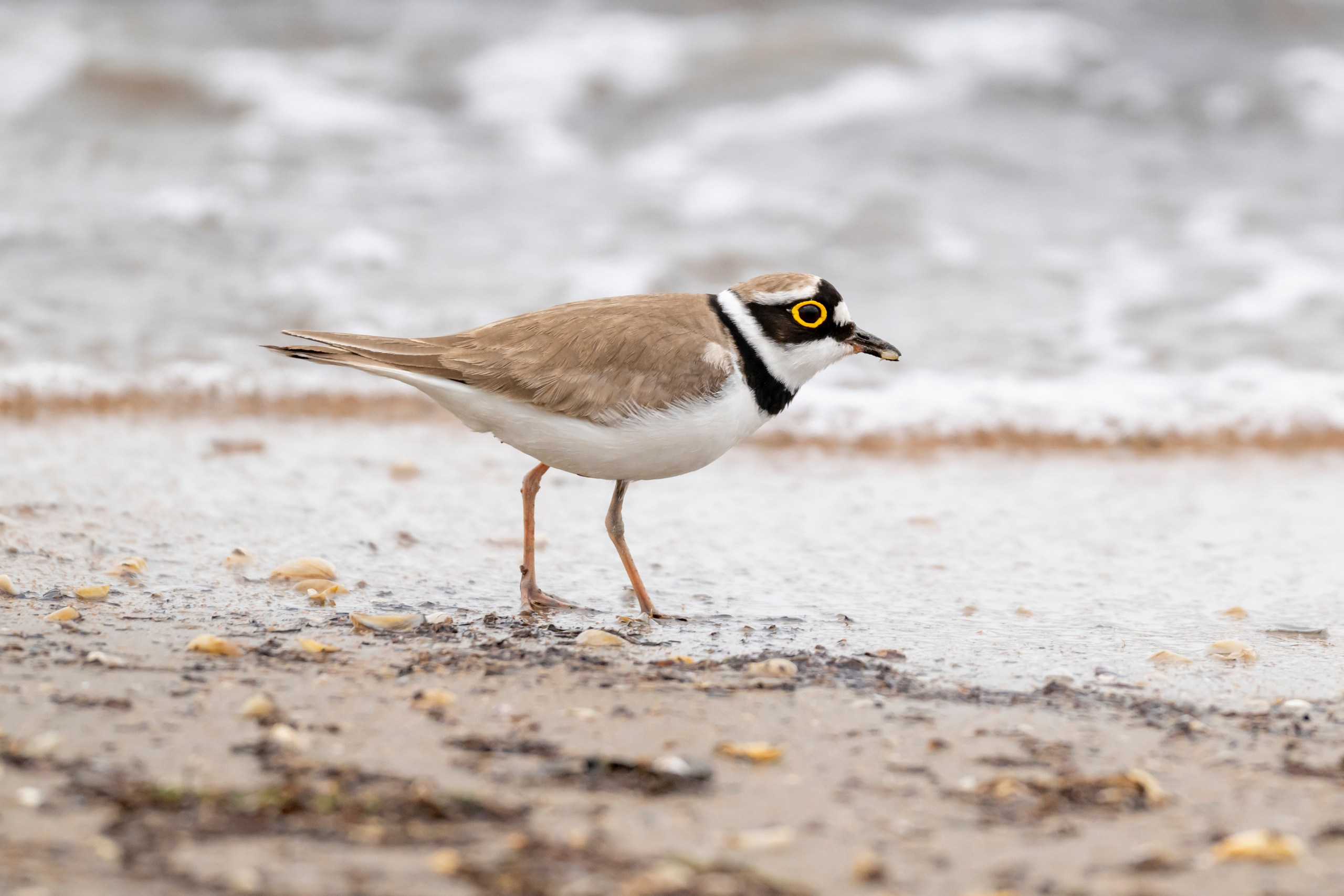 Дикая природа Дагестана. Май 2025 г. Foto-Zuev фотография как искусство