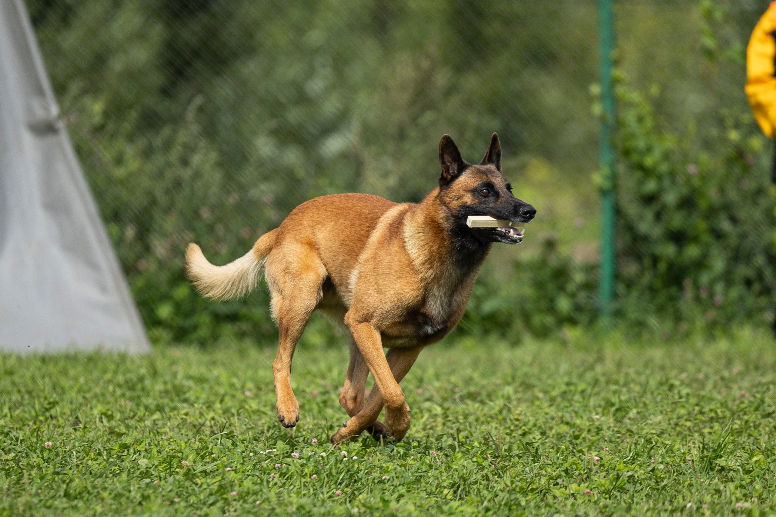 Соревнования по Мондьорингу г. Вологда 10-11.08.2024. Фотограф-анималист Анна Маринич