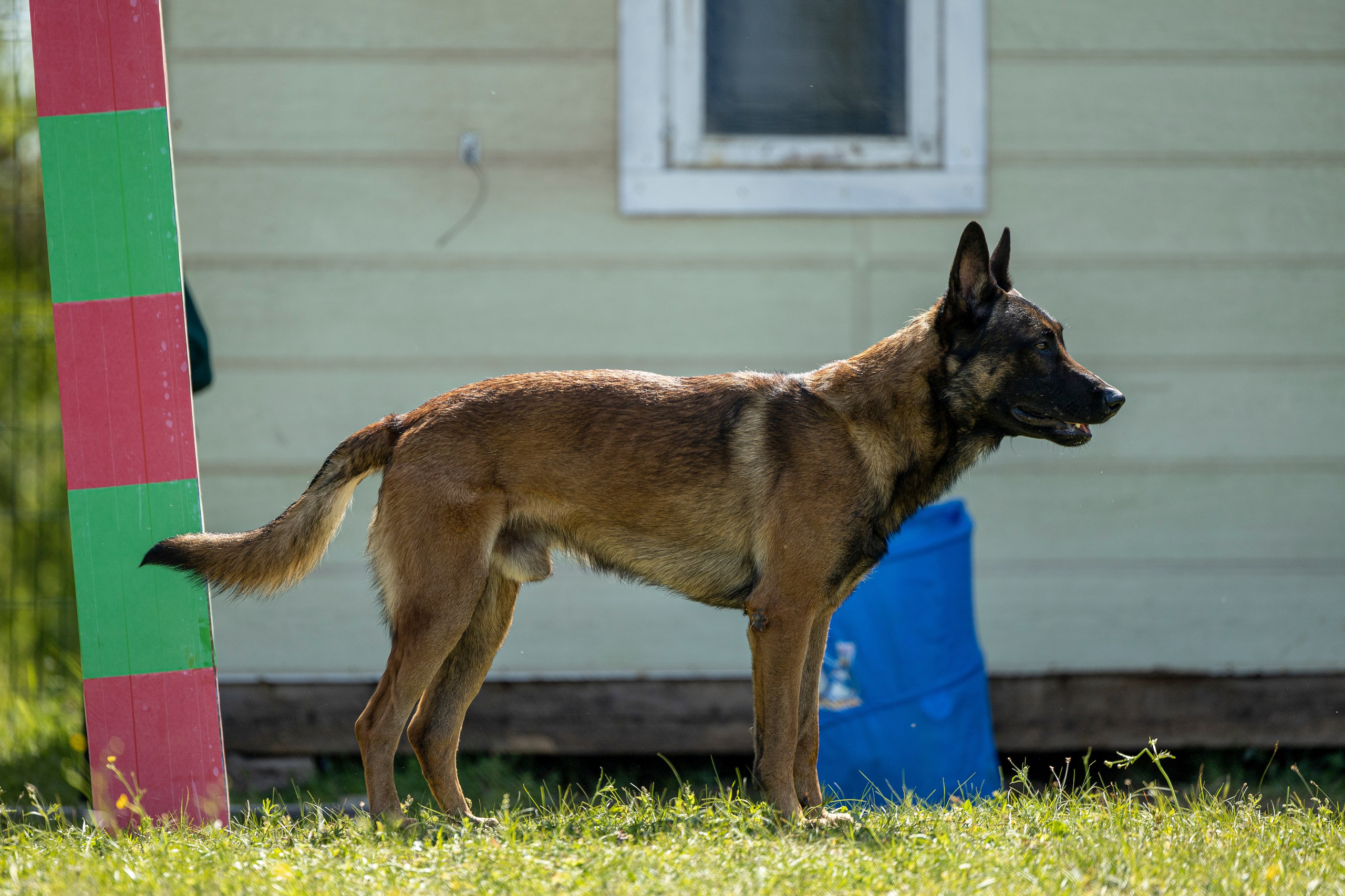 Испытания по мондьорингу в Нижнем Новгороде. Фотограф-анималист Анна Маринич