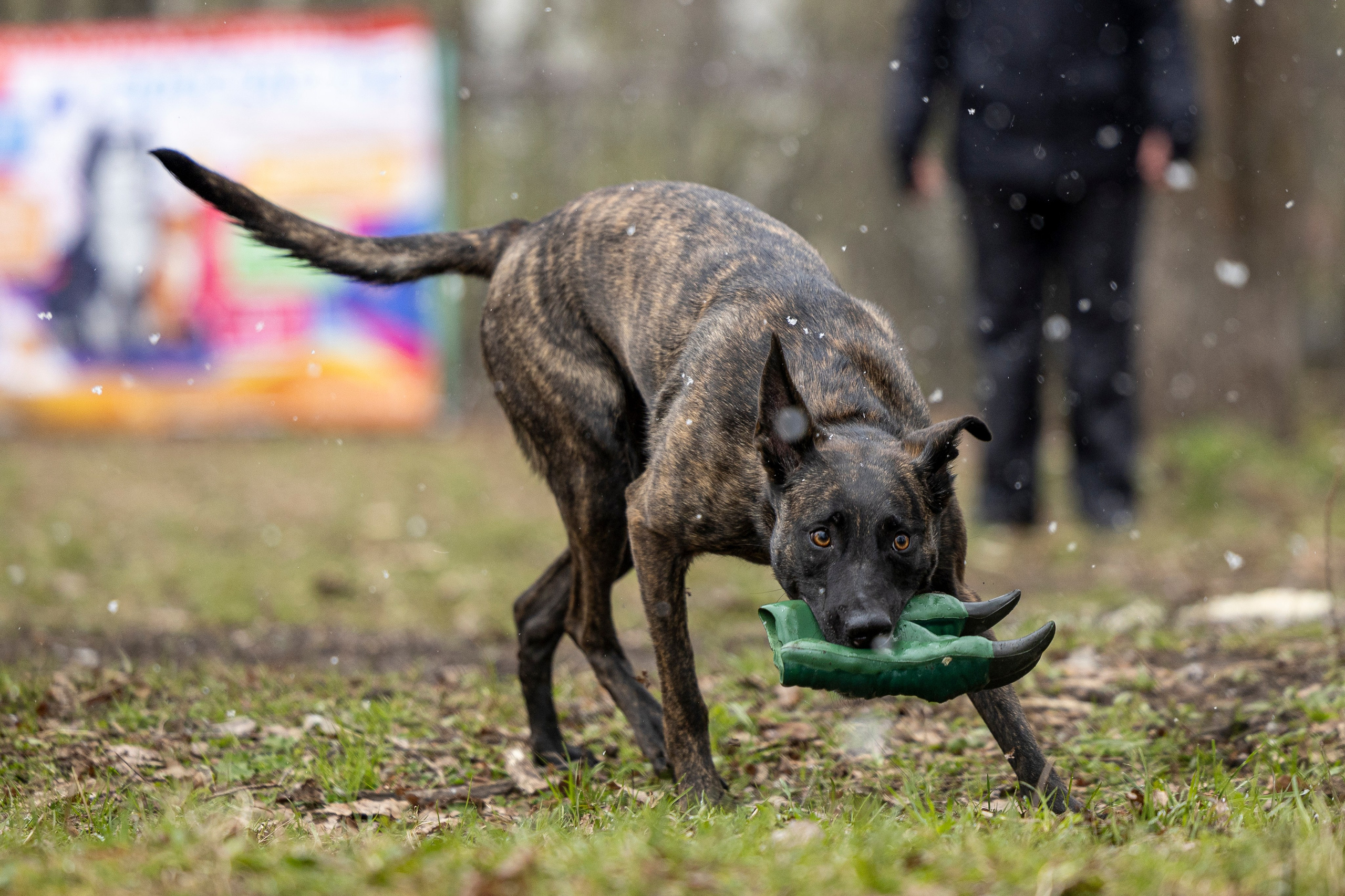 Квалификационные состязания по мондьорингу г. Вологда 11.05.24. Фотограф-анималист Анна Маринич