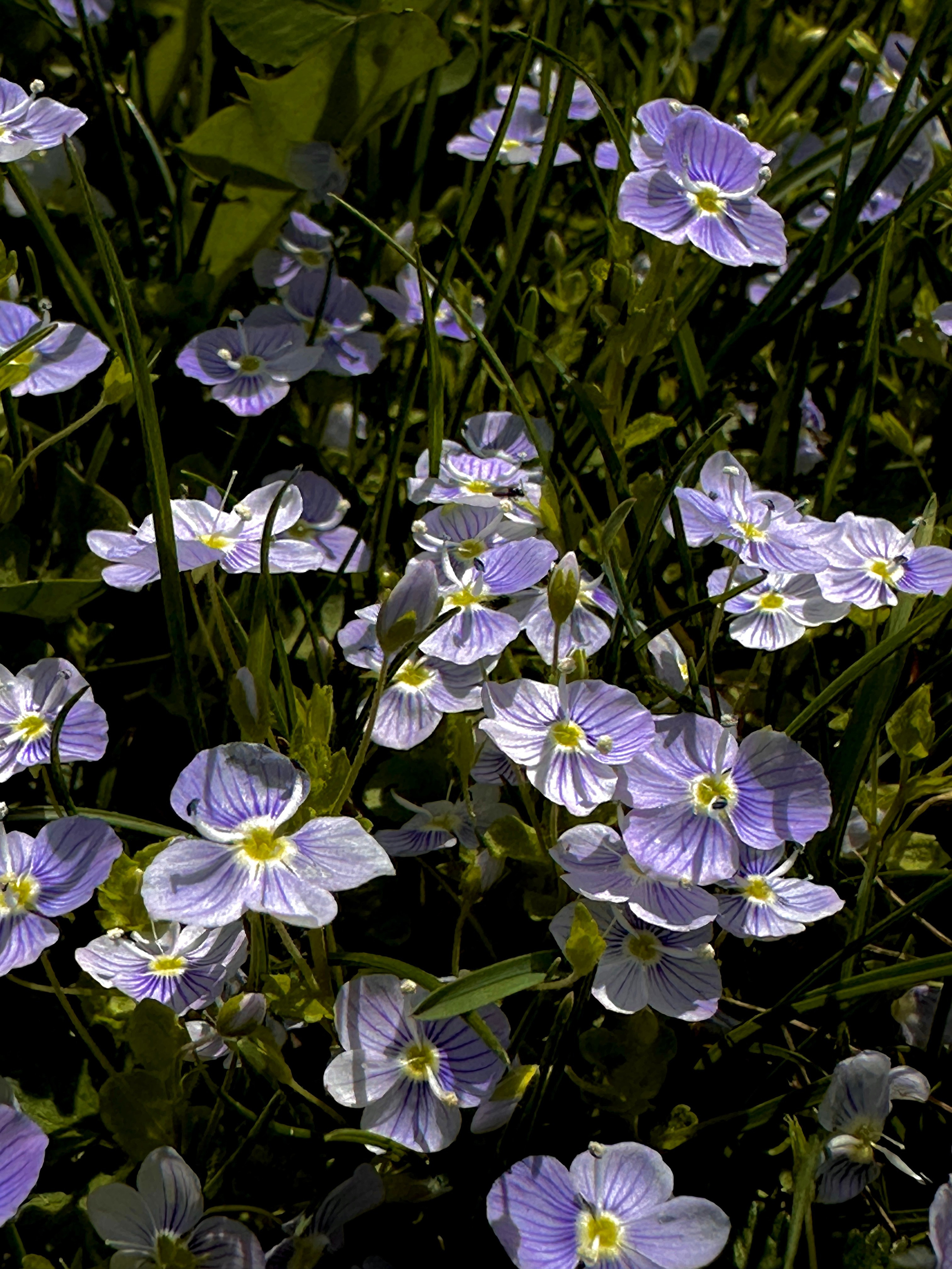 Макро любовь. Смотри, красота!