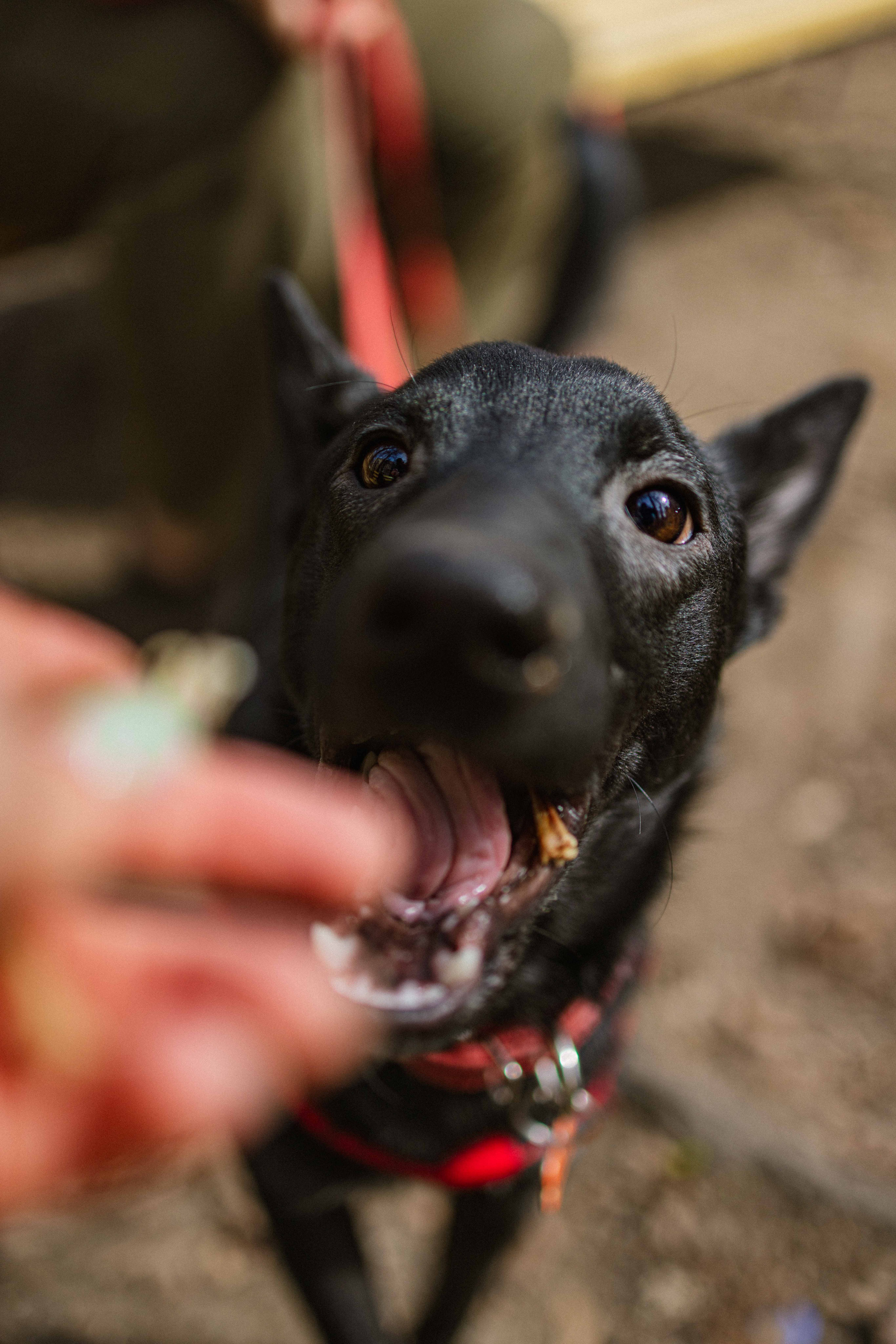 Булька. Фотограф-анималист в Москве Лера Черноног