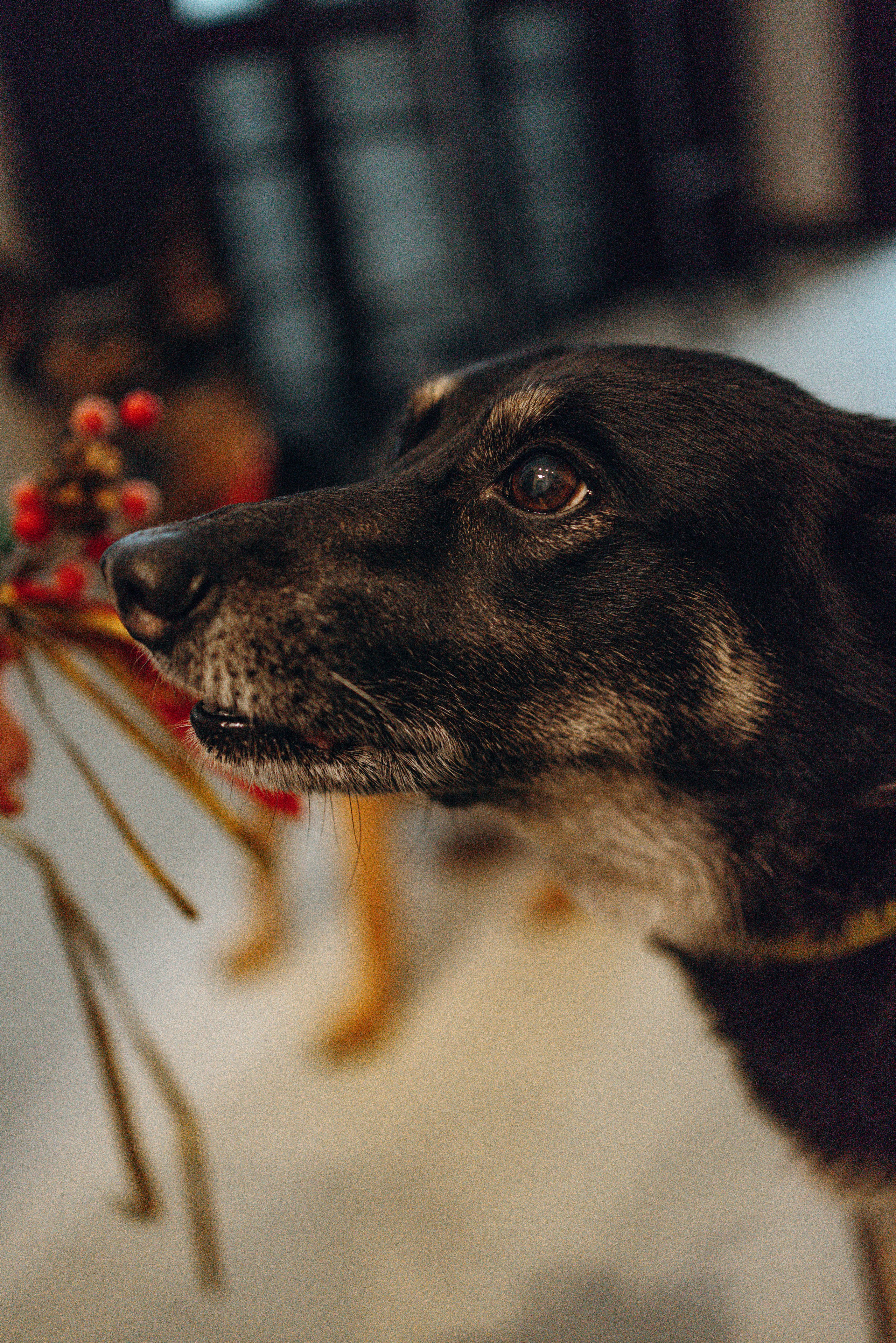 Ника, Матиша и Герда. Фотограф-анималист в Москве Лера Черноног