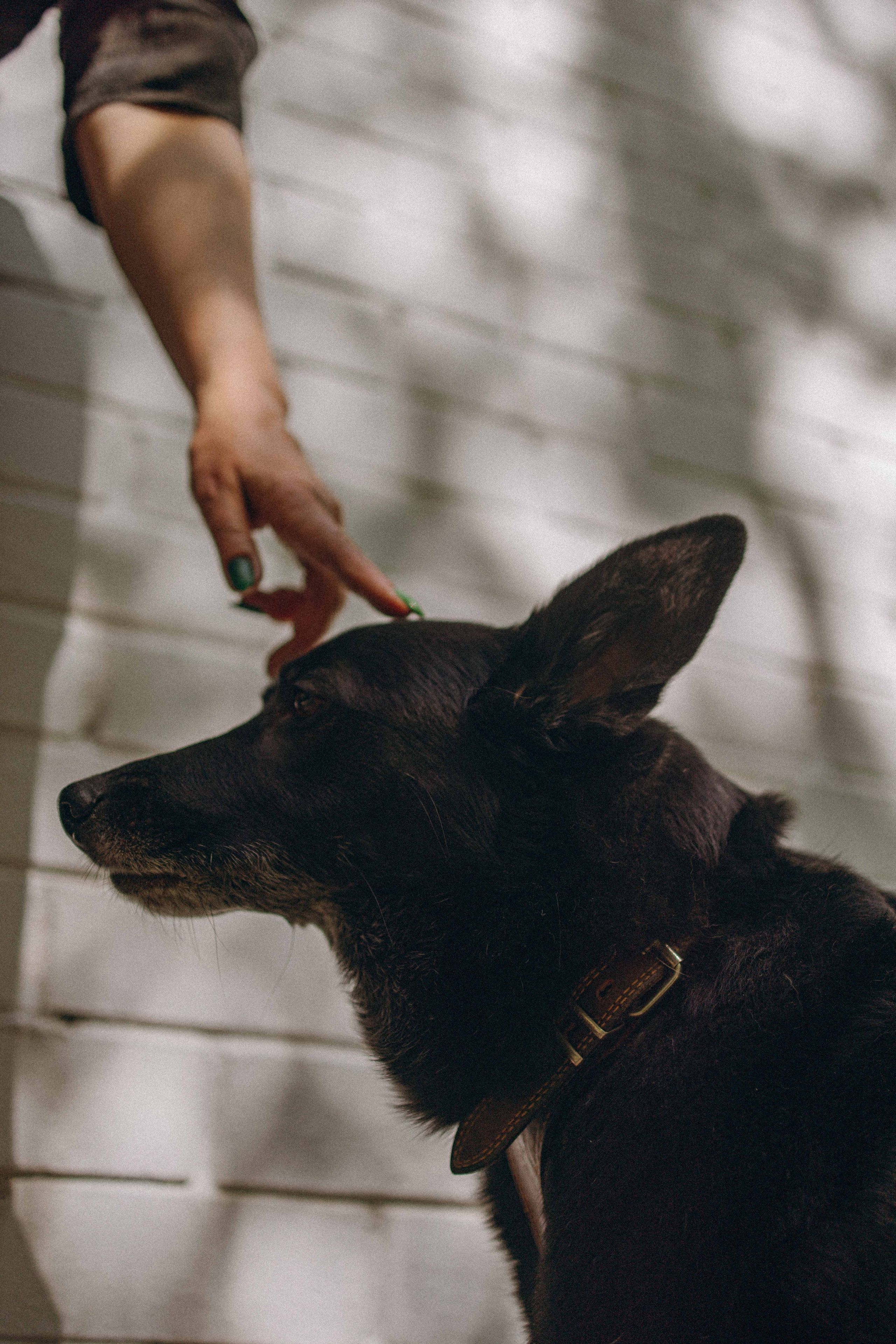 Наталья, Марфа и Норд. Фотограф-анималист в Москве Лера Черноног