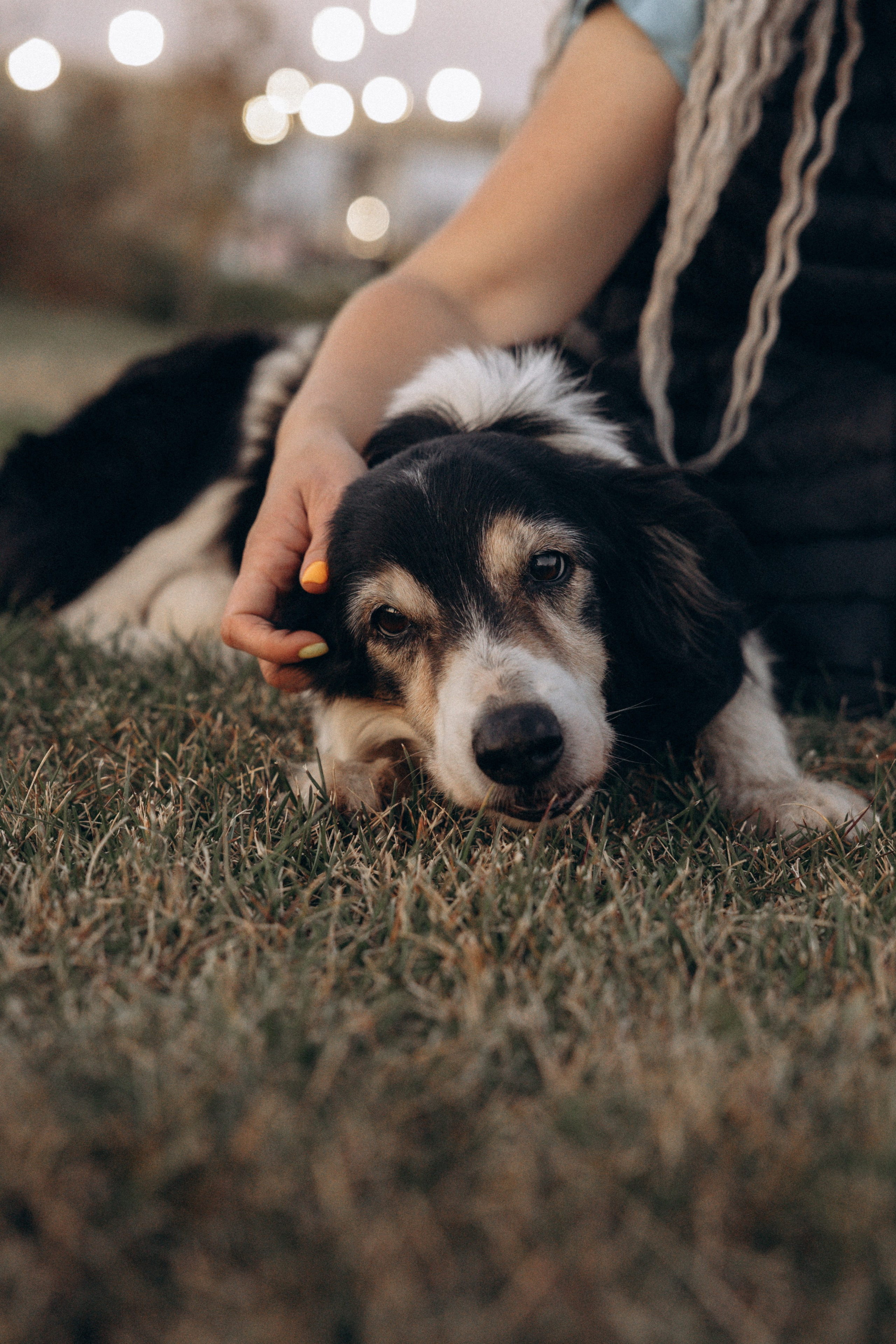 Алла и ее компания. Фотограф анималист в Казани Алина Сулейманова. Фотограф животных