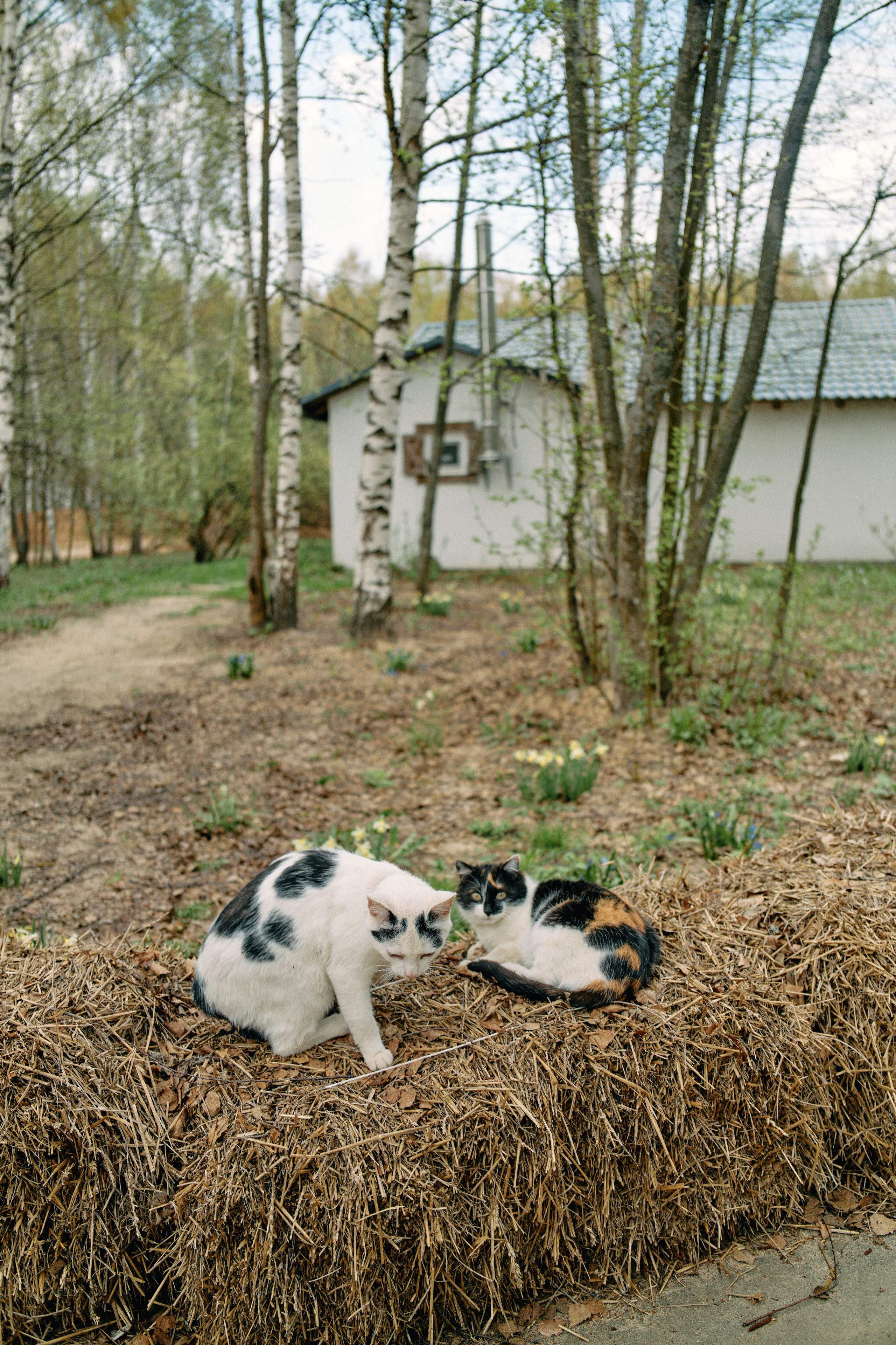 Бутик-отель Поле летом. Профессиональный Фотограф во Владимире, в Москве и в Суздале — Полина Романычева