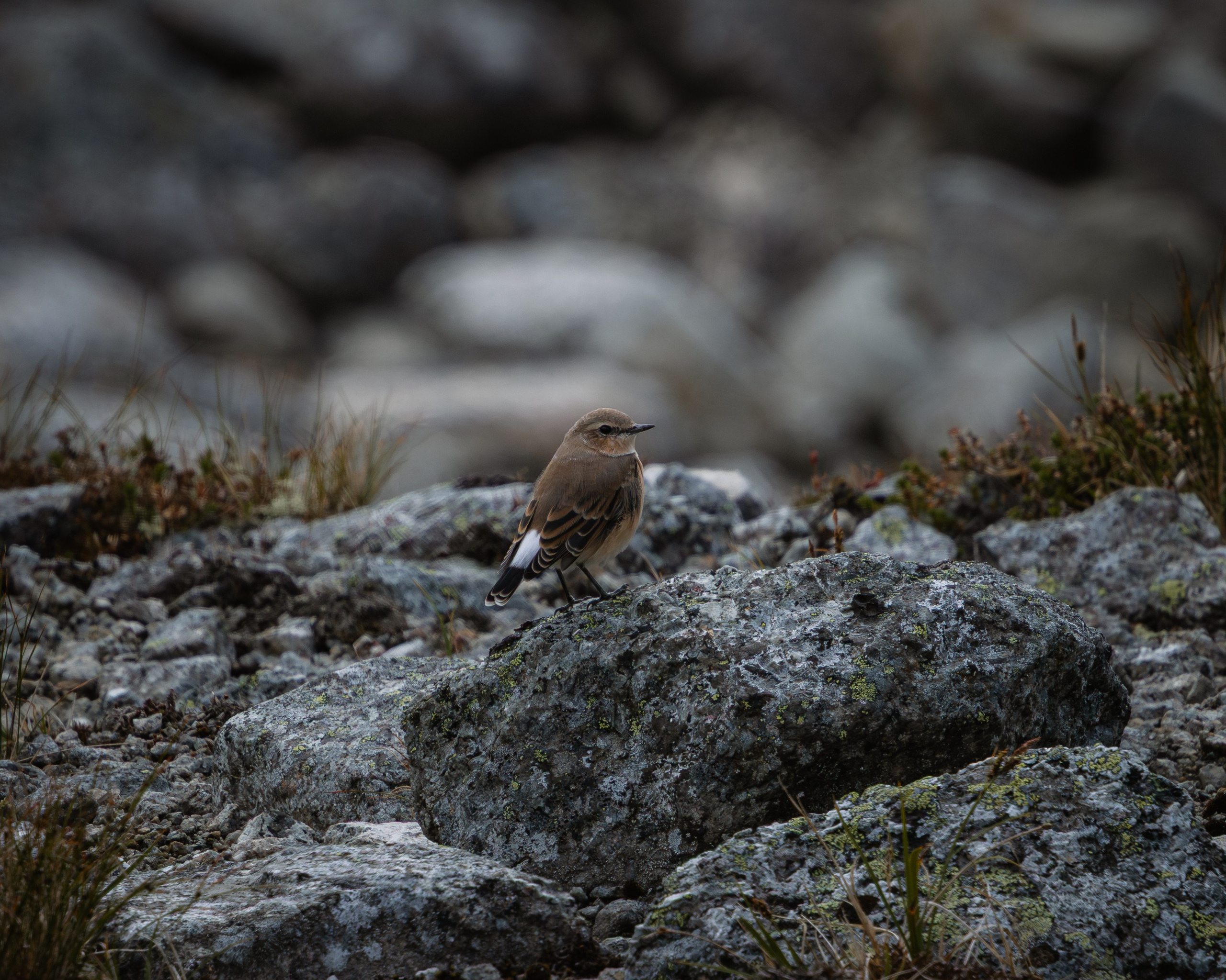 Khibinu 2025. Anton Chernov | Wildlife photographer