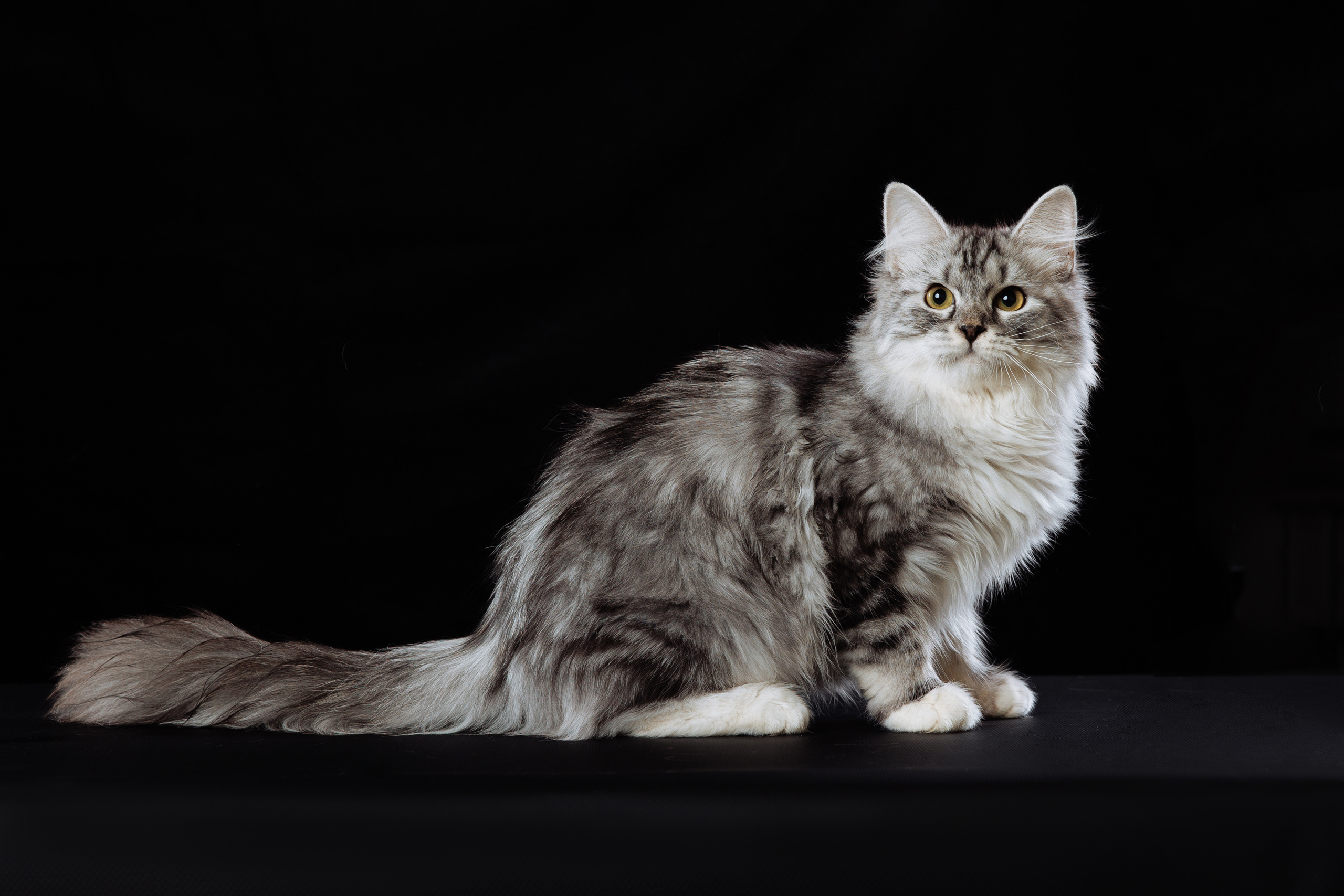 КОТОФОТО. Фотограф-анималист Саша Вязьмина