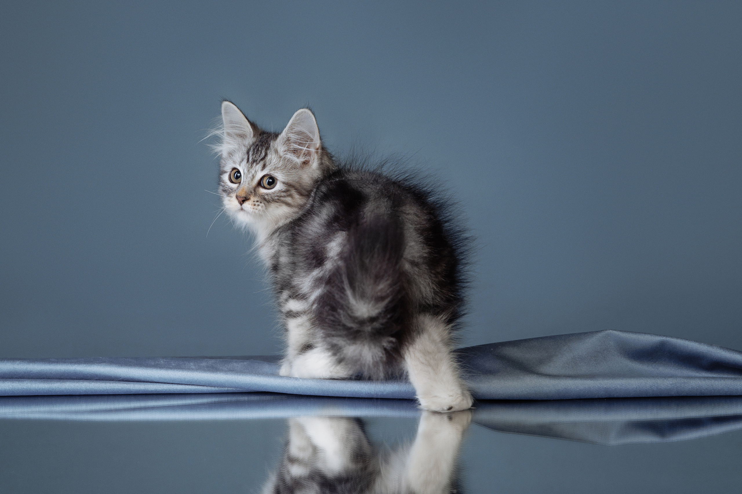 КОТОФОТО. Фотограф-анималист Саша Вязьмина