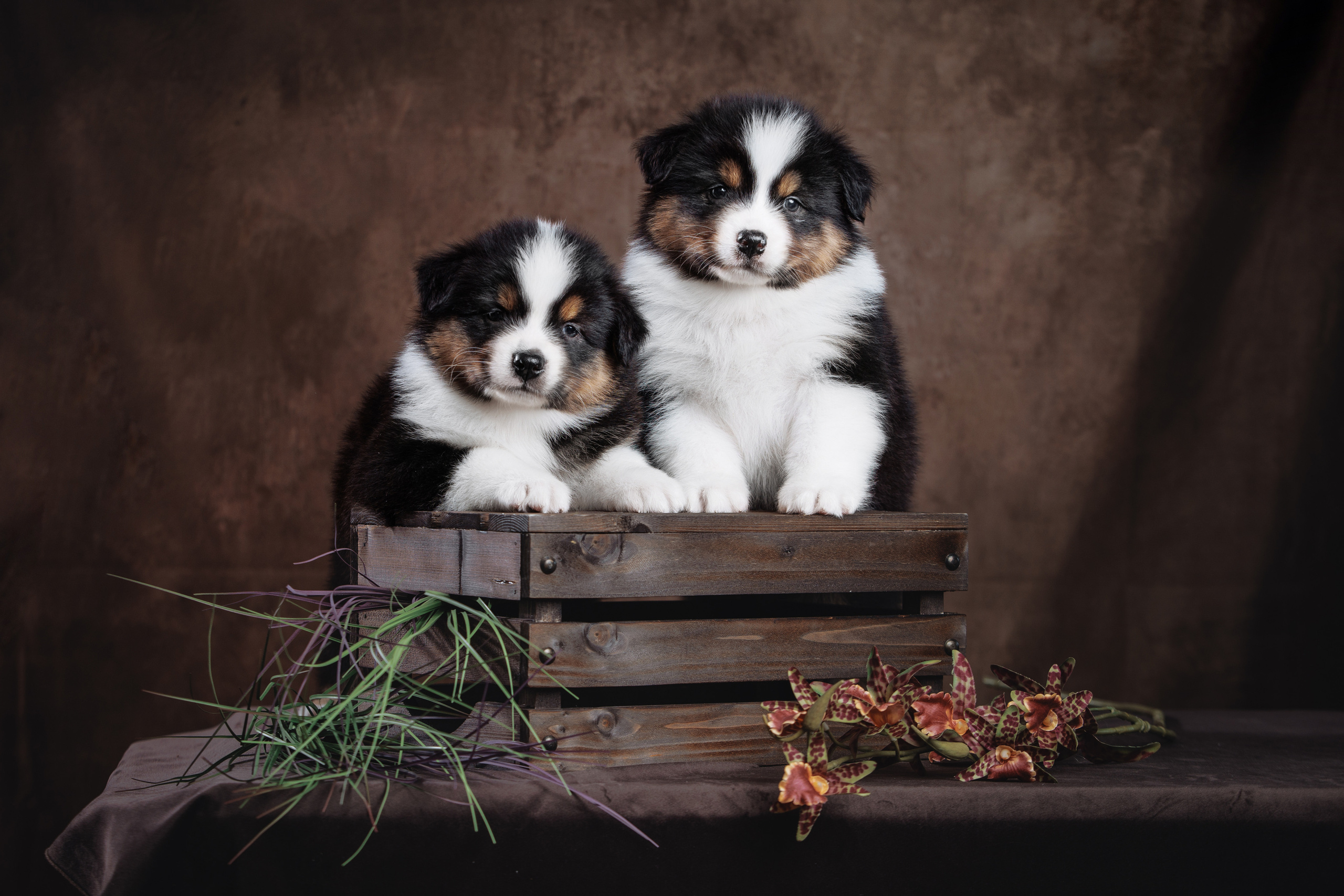 Фотограф-анималист Саша Вязьмина