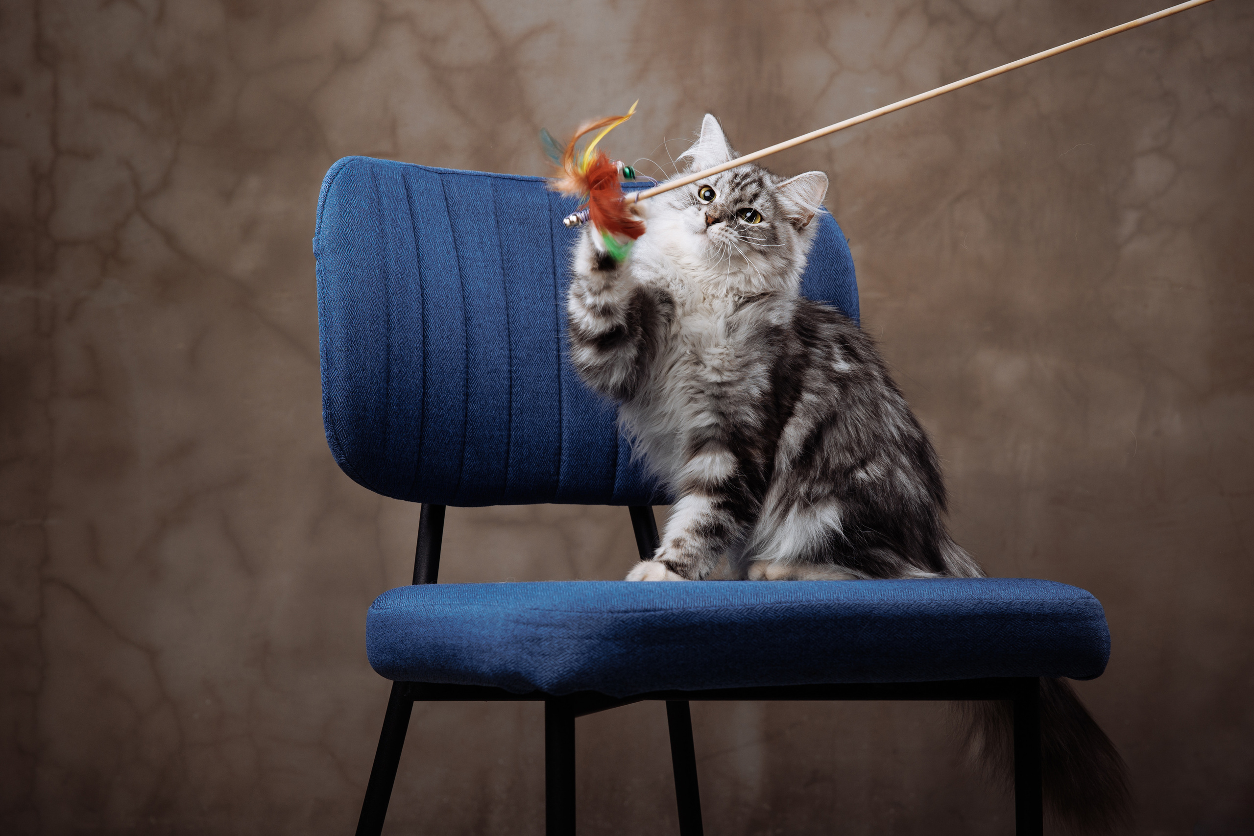 КОТОФОТО. Фотограф-анималист Саша Вязьмина