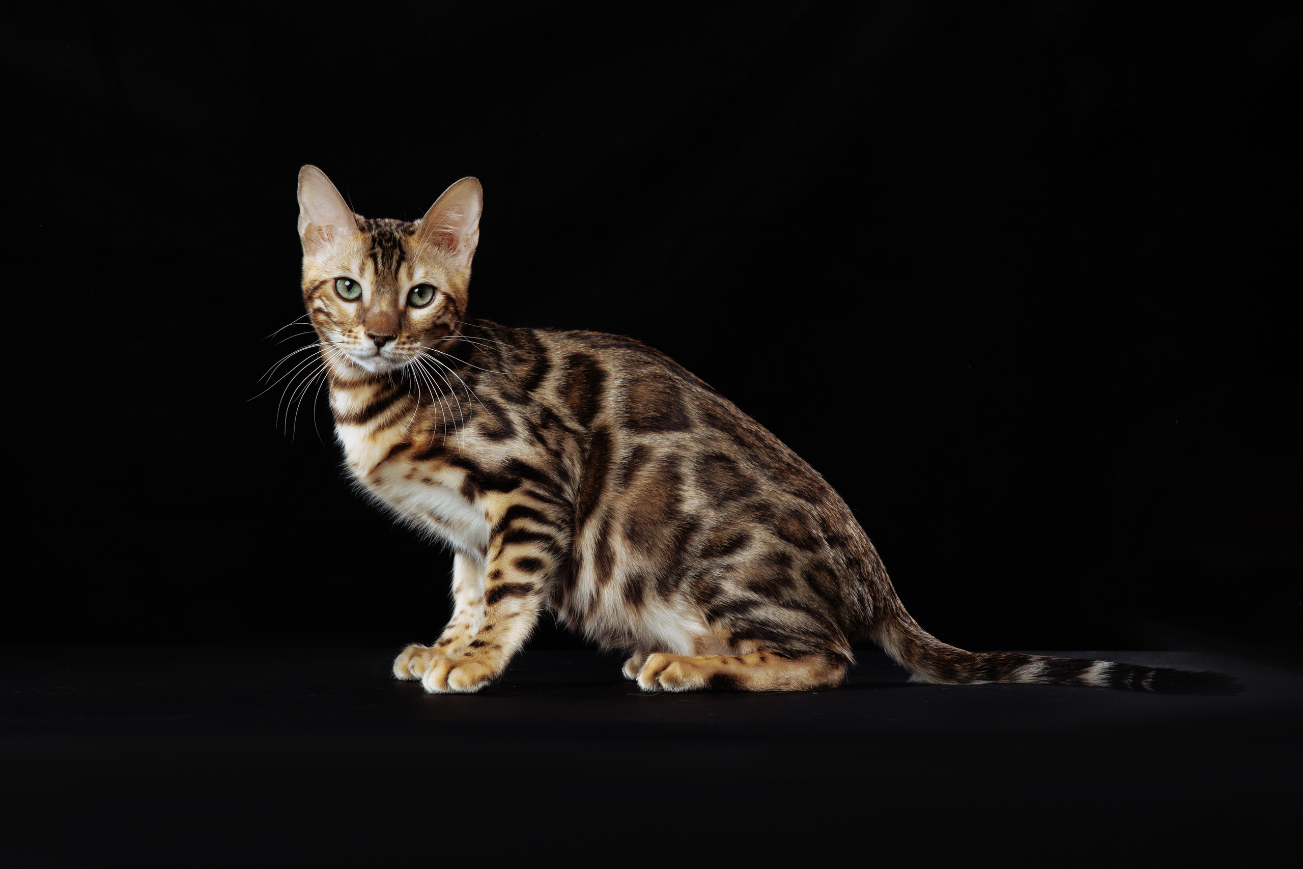 КОТОФОТО. Фотограф-анималист Саша Вязьмина