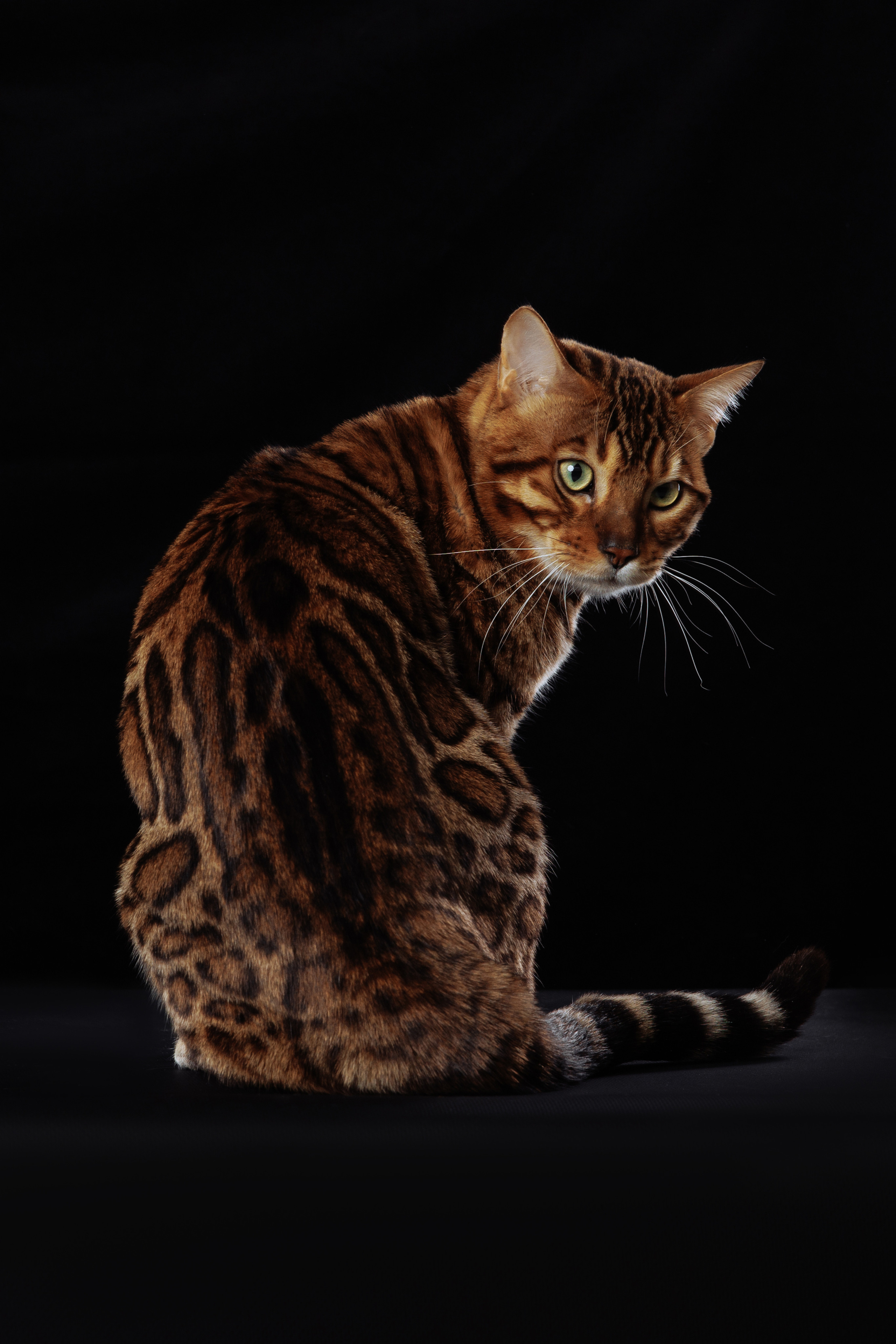 КОТОФОТО. Фотограф-анималист Саша Вязьмина