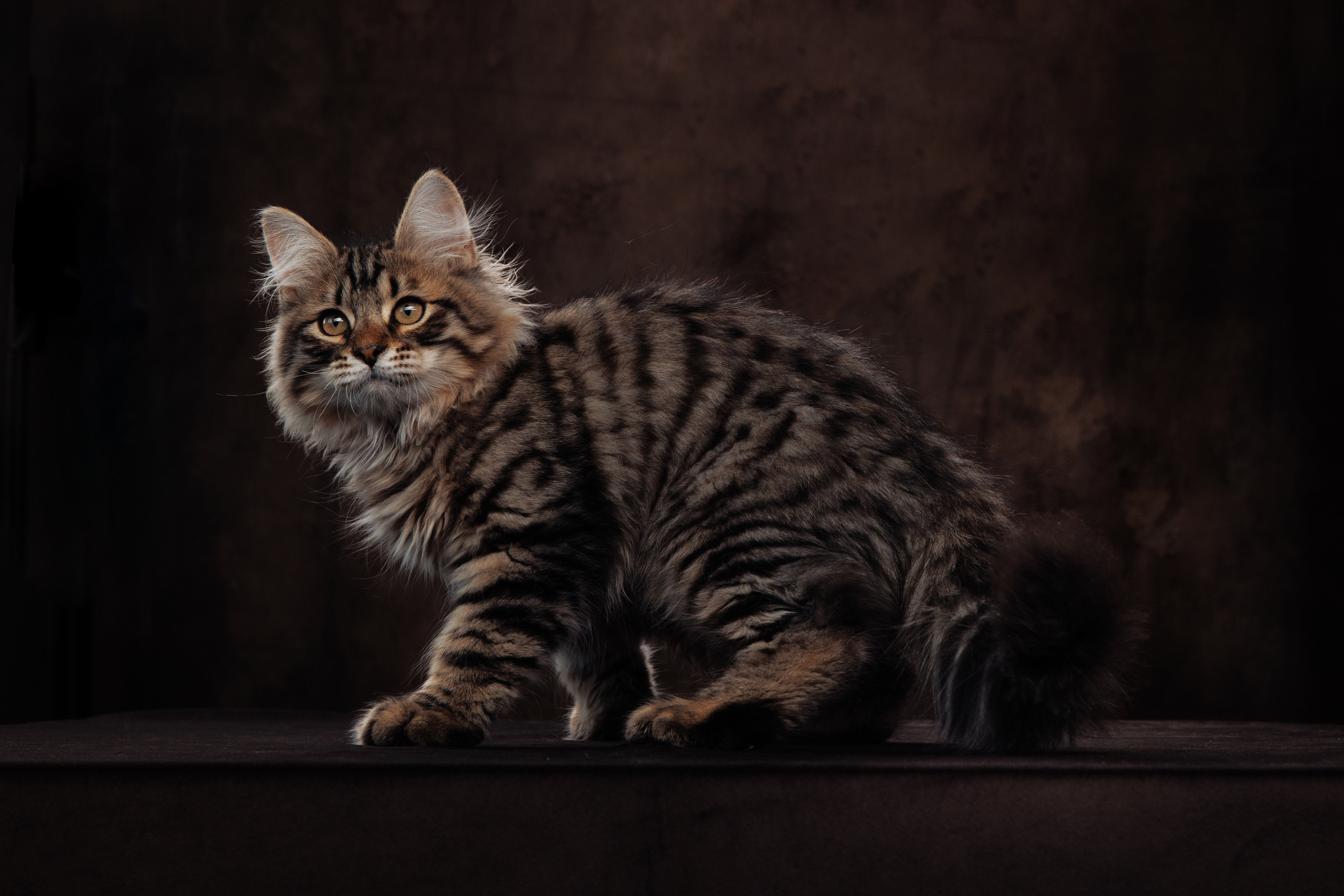 КОТОФОТО. Фотограф-анималист Саша Вязьмина