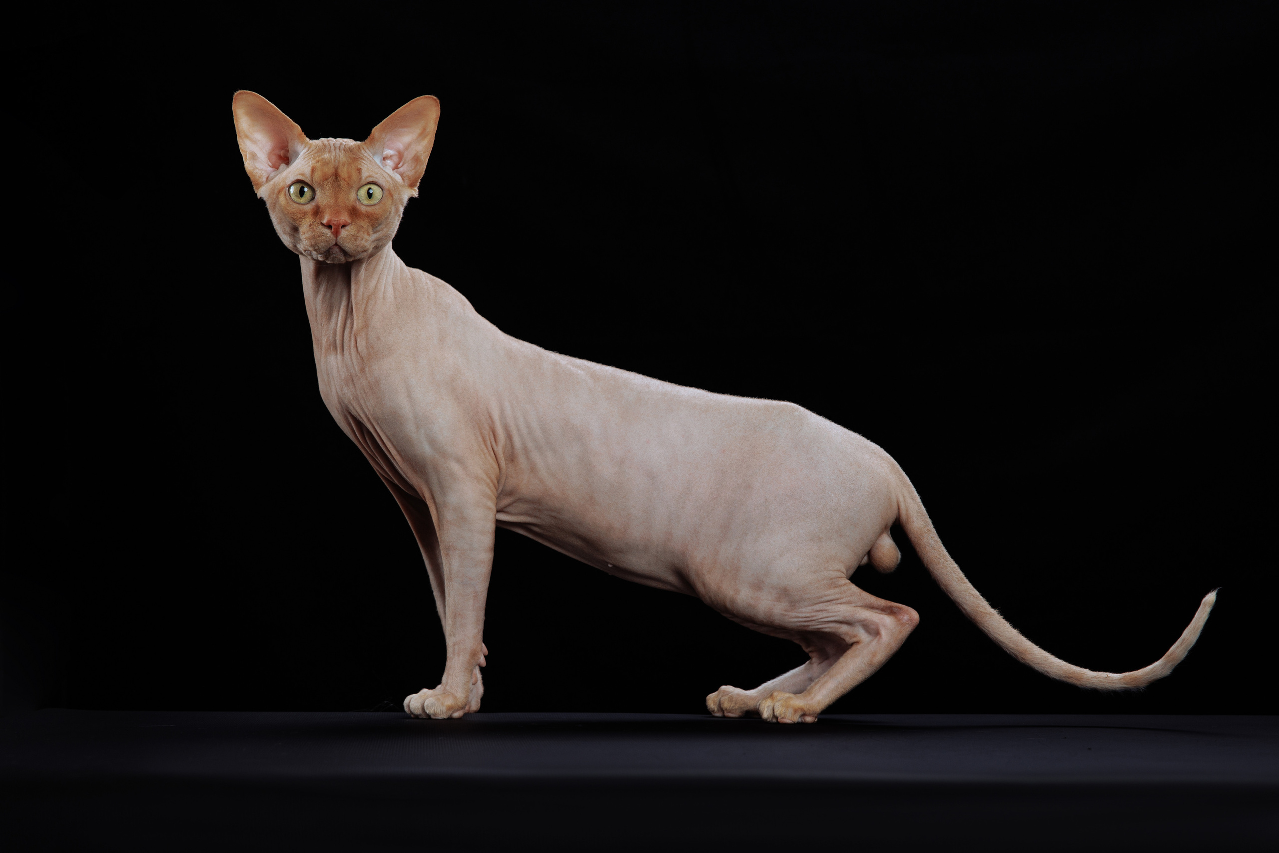 КОТОФОТО. Фотограф-анималист Саша Вязьмина