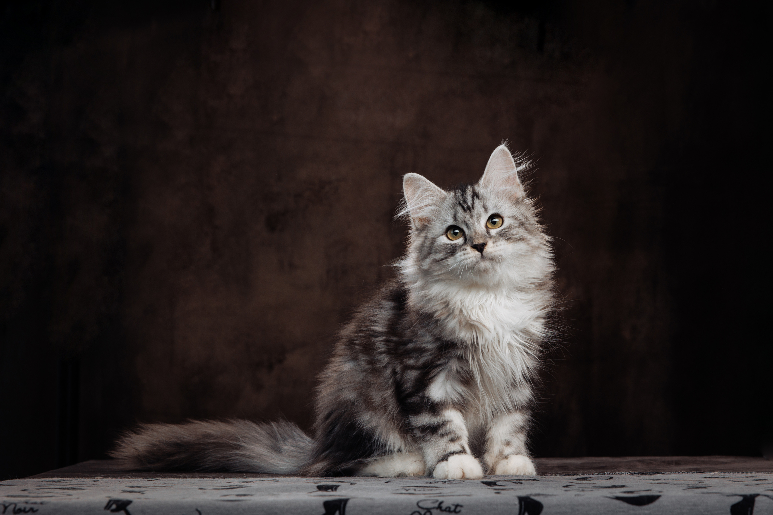 КОТОФОТО. Фотограф-анималист Саша Вязьмина