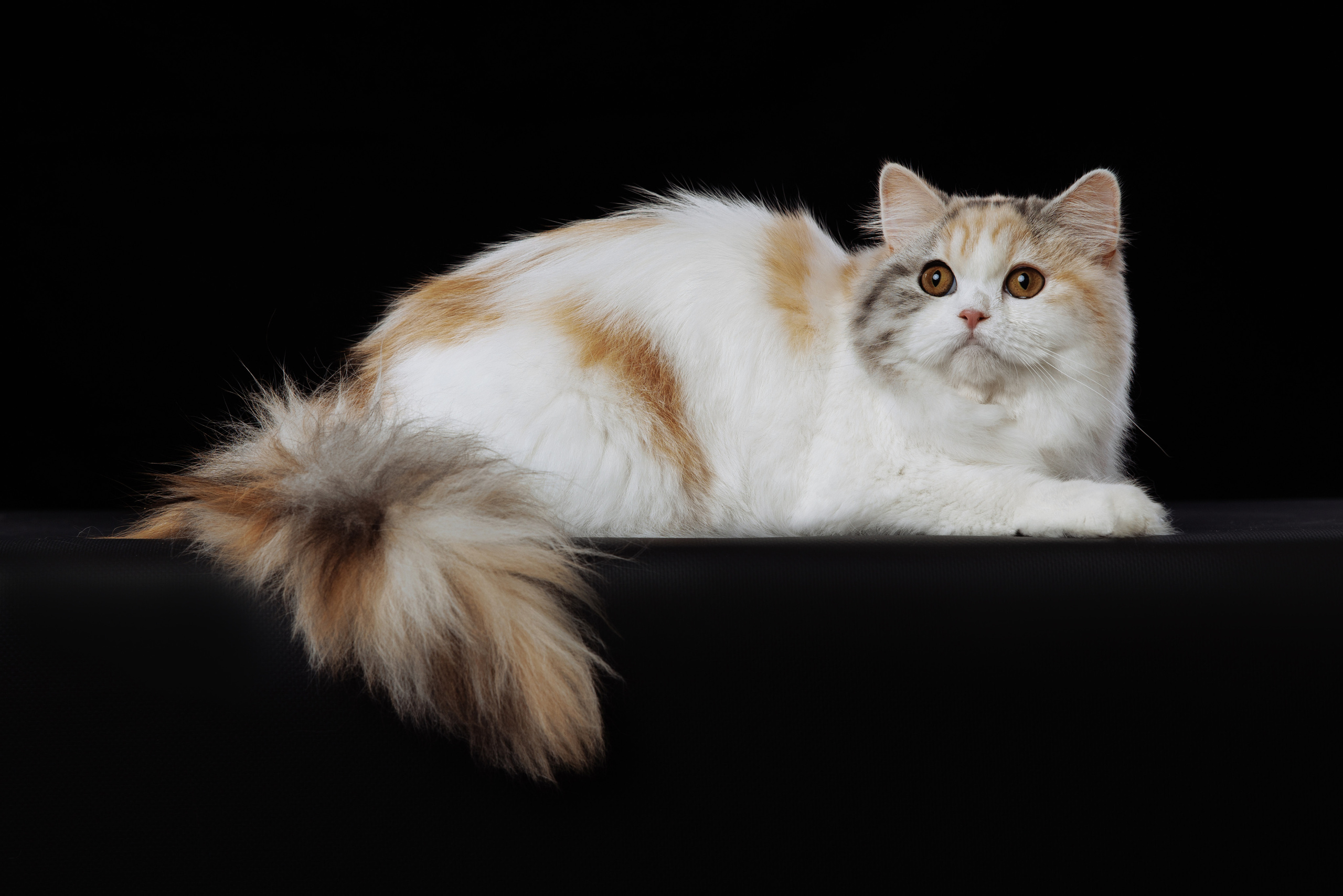 КОТОФОТО. Фотограф-анималист Саша Вязьмина