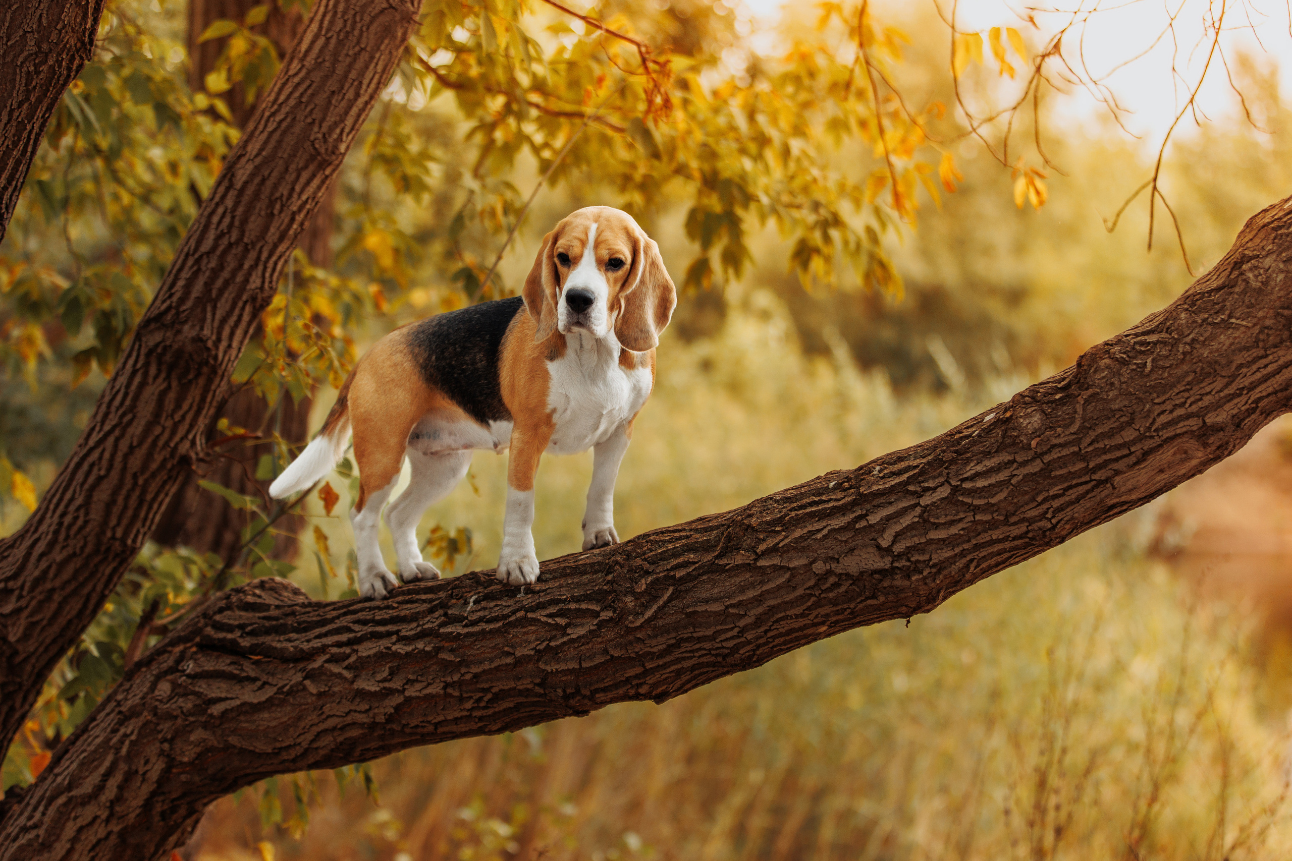 Фотограф-анималист Саша Вязьмина