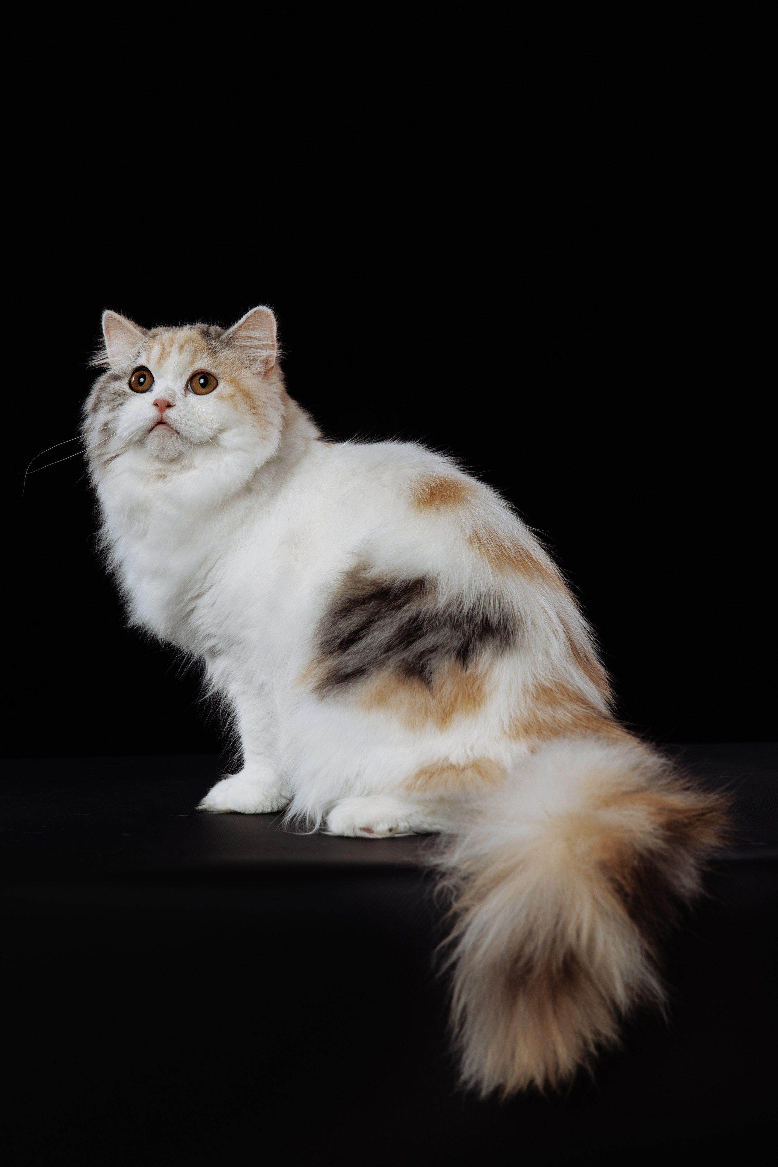 КОТОФОТО. Фотограф-анималист Саша Вязьмина