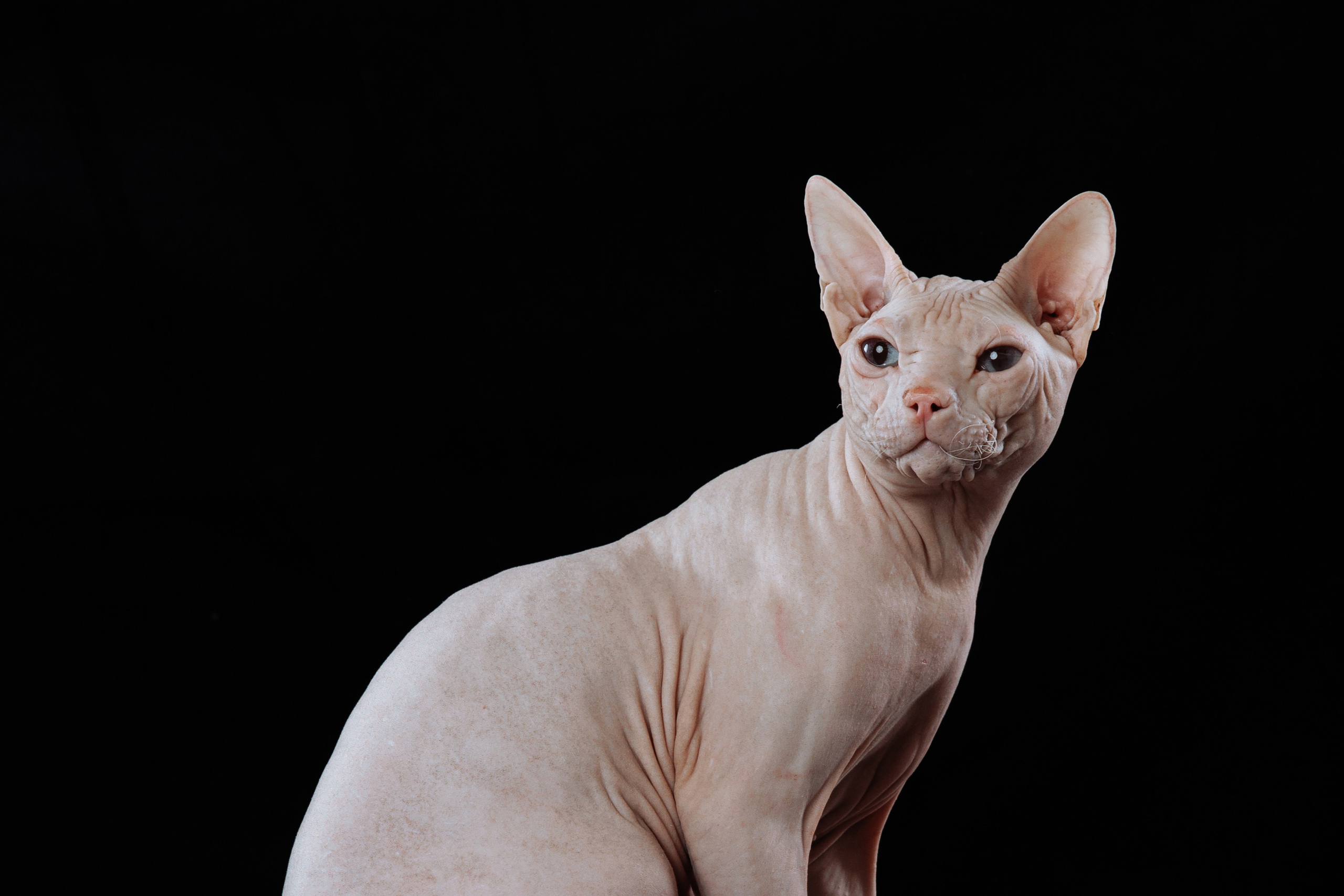 КОТОФОТО. Фотограф-анималист Саша Вязьмина