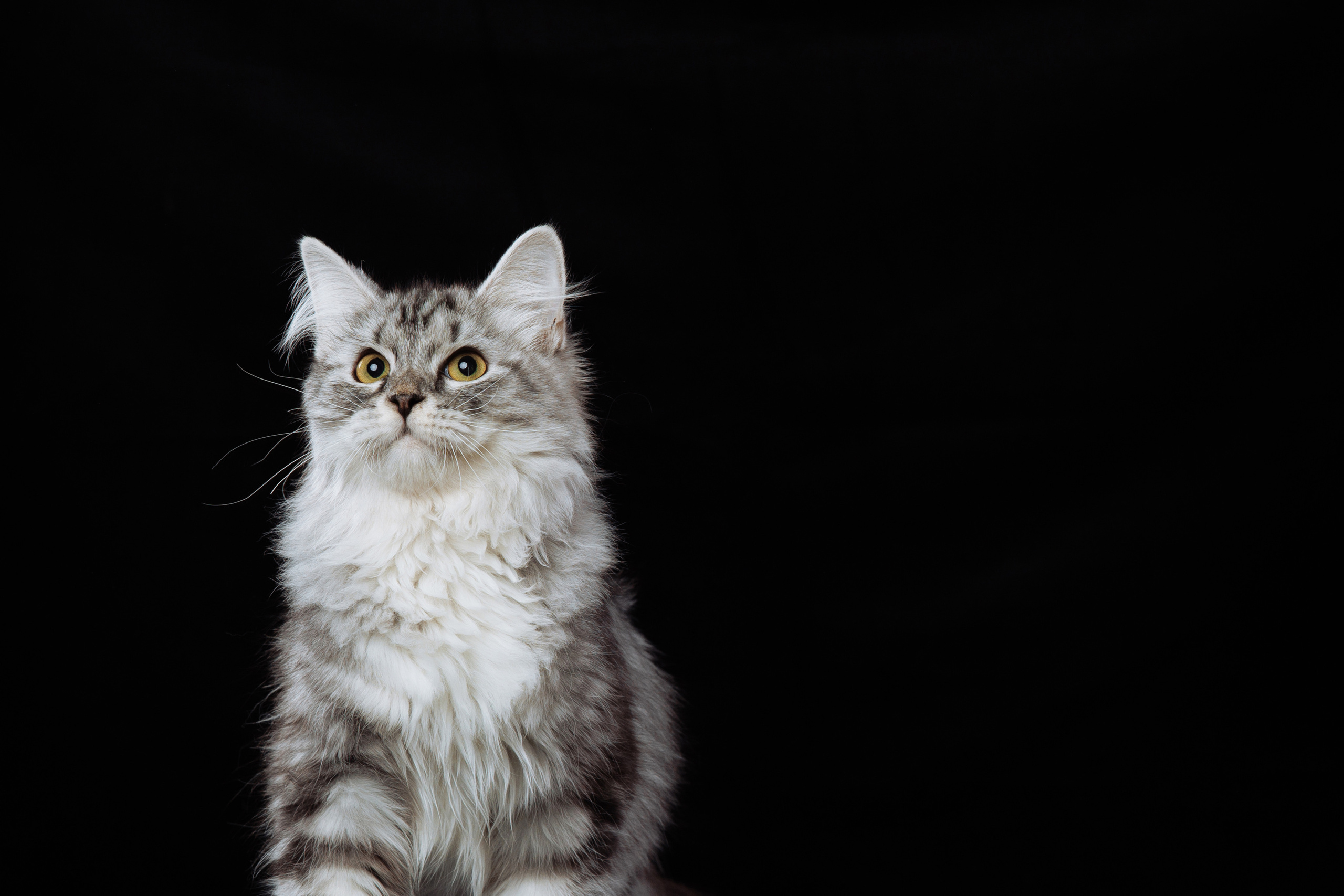 КОТОФОТО. Фотограф-анималист Саша Вязьмина