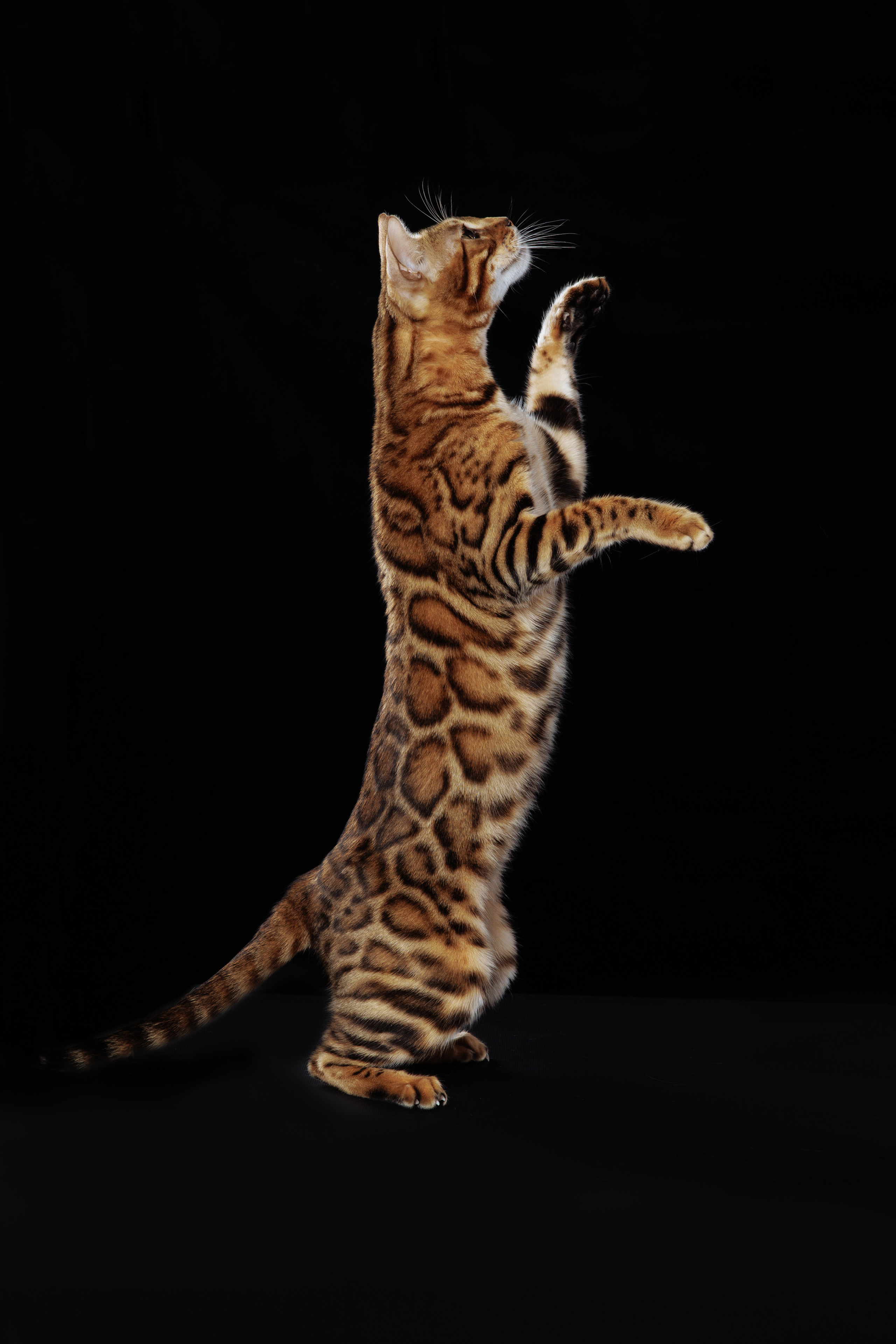 КОТОФОТО. Фотограф-анималист Саша Вязьмина