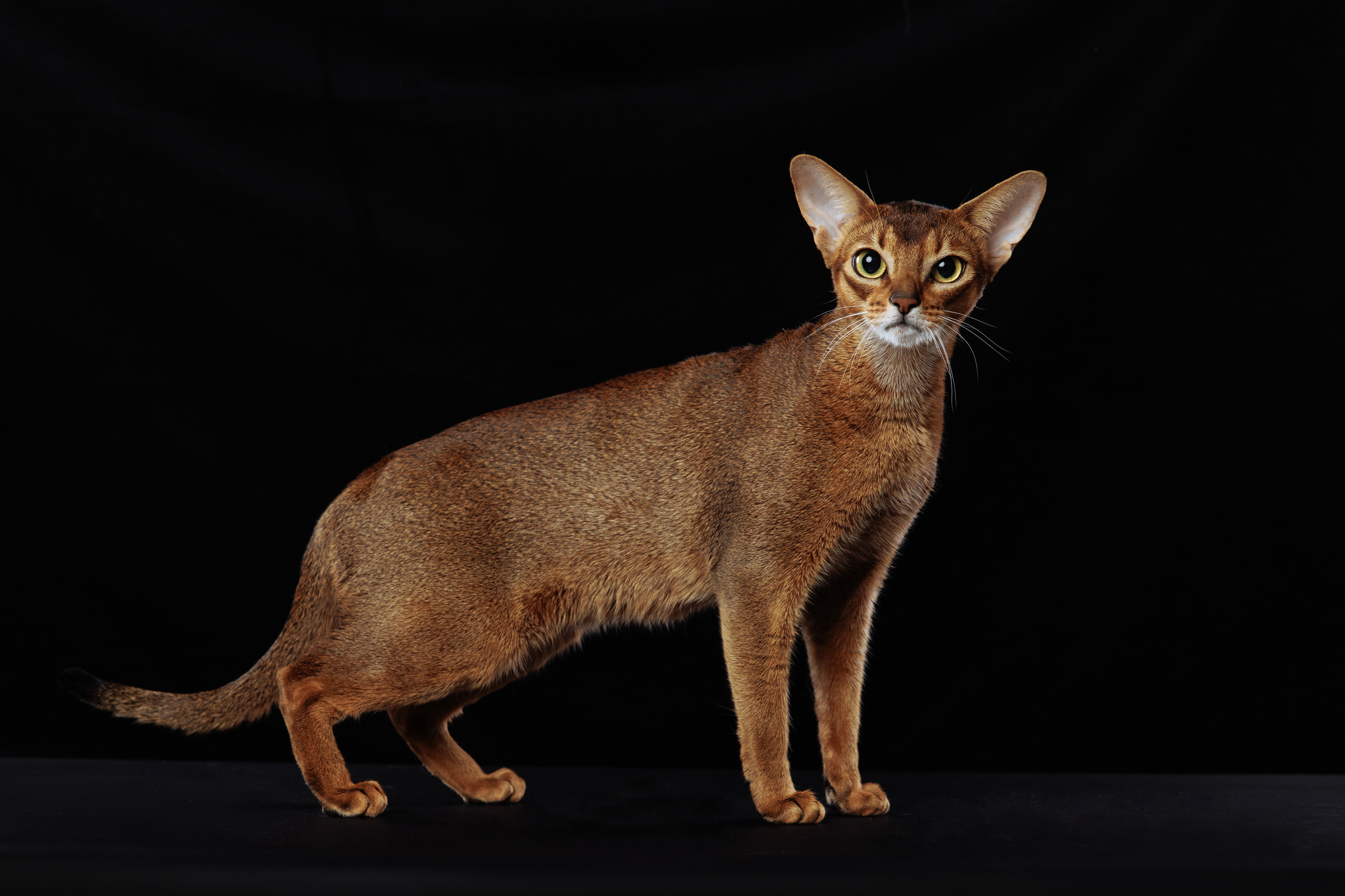 КОТОФОТО. Фотограф-анималист Саша Вязьмина