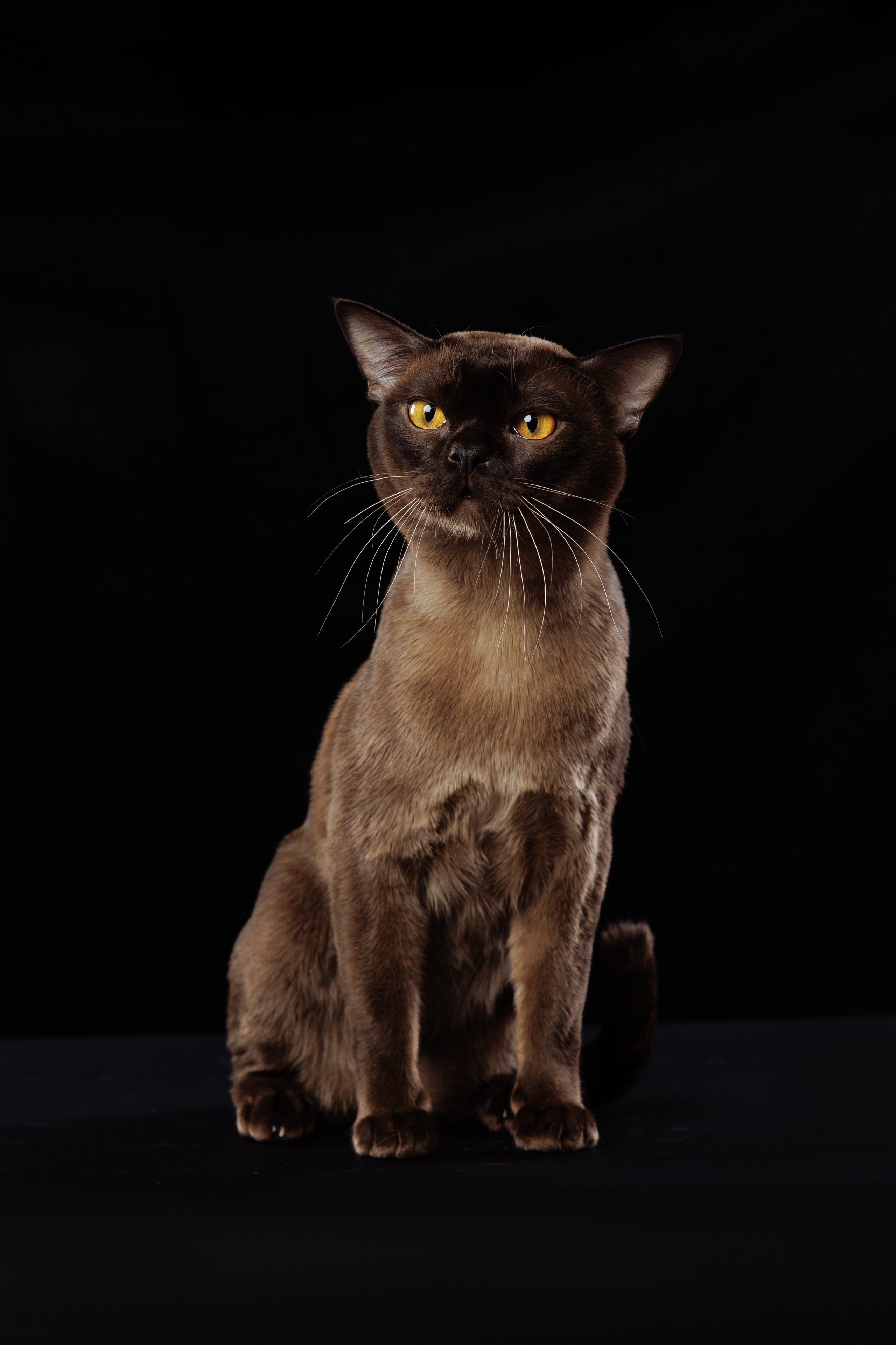 КОТОФОТО. Фотограф-анималист Саша Вязьмина