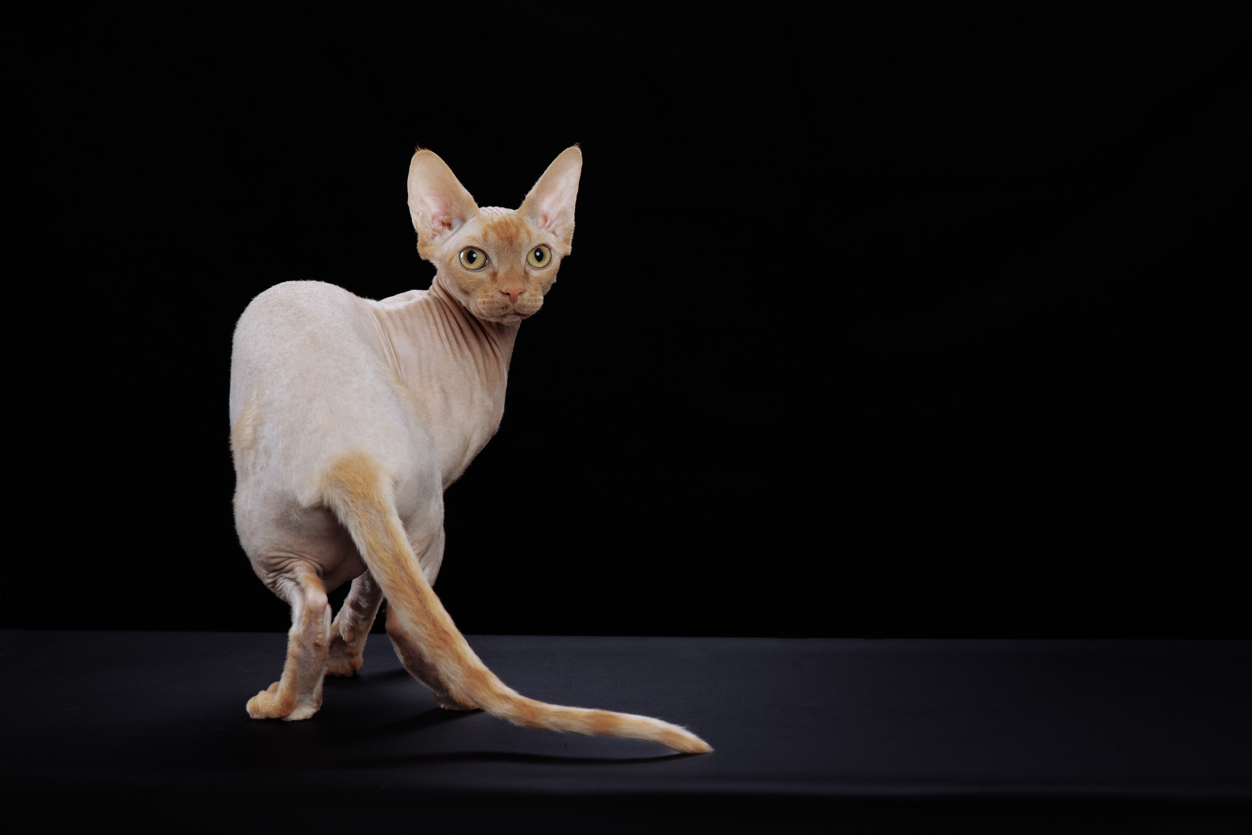 КОТОФОТО. Фотограф-анималист Саша Вязьмина