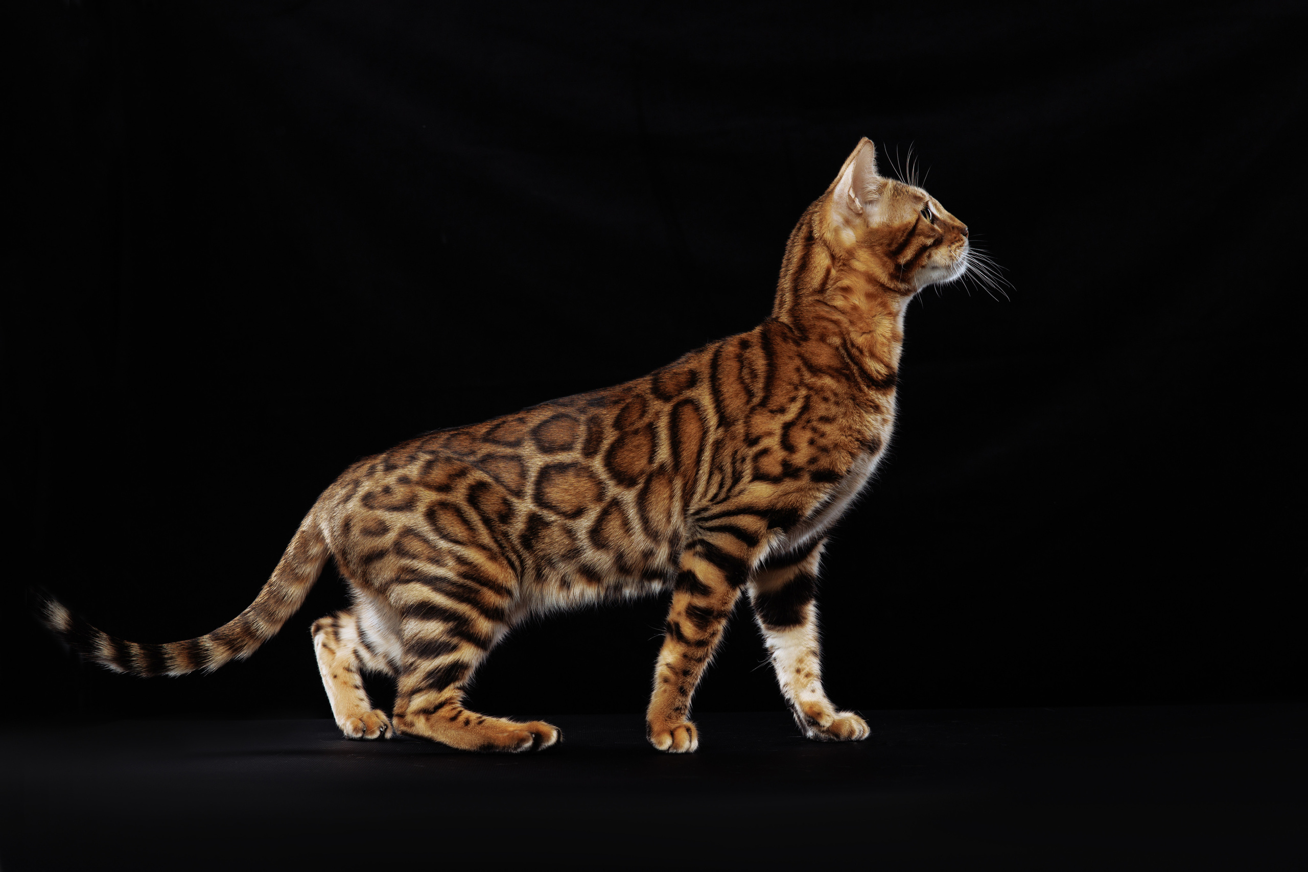 КОТОФОТО. Фотограф-анималист Саша Вязьмина