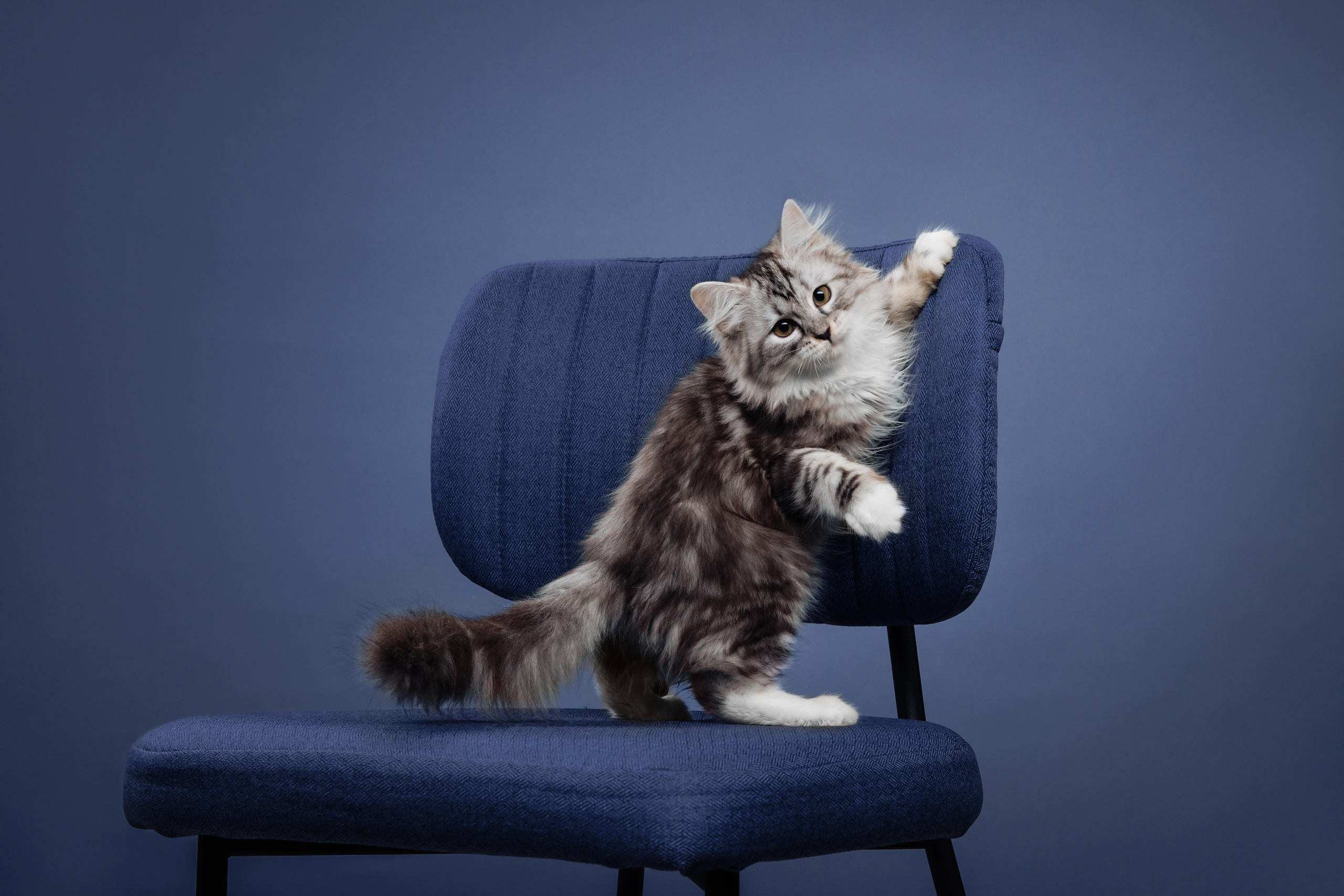 КОТОФОТО. Фотограф-анималист Саша Вязьмина