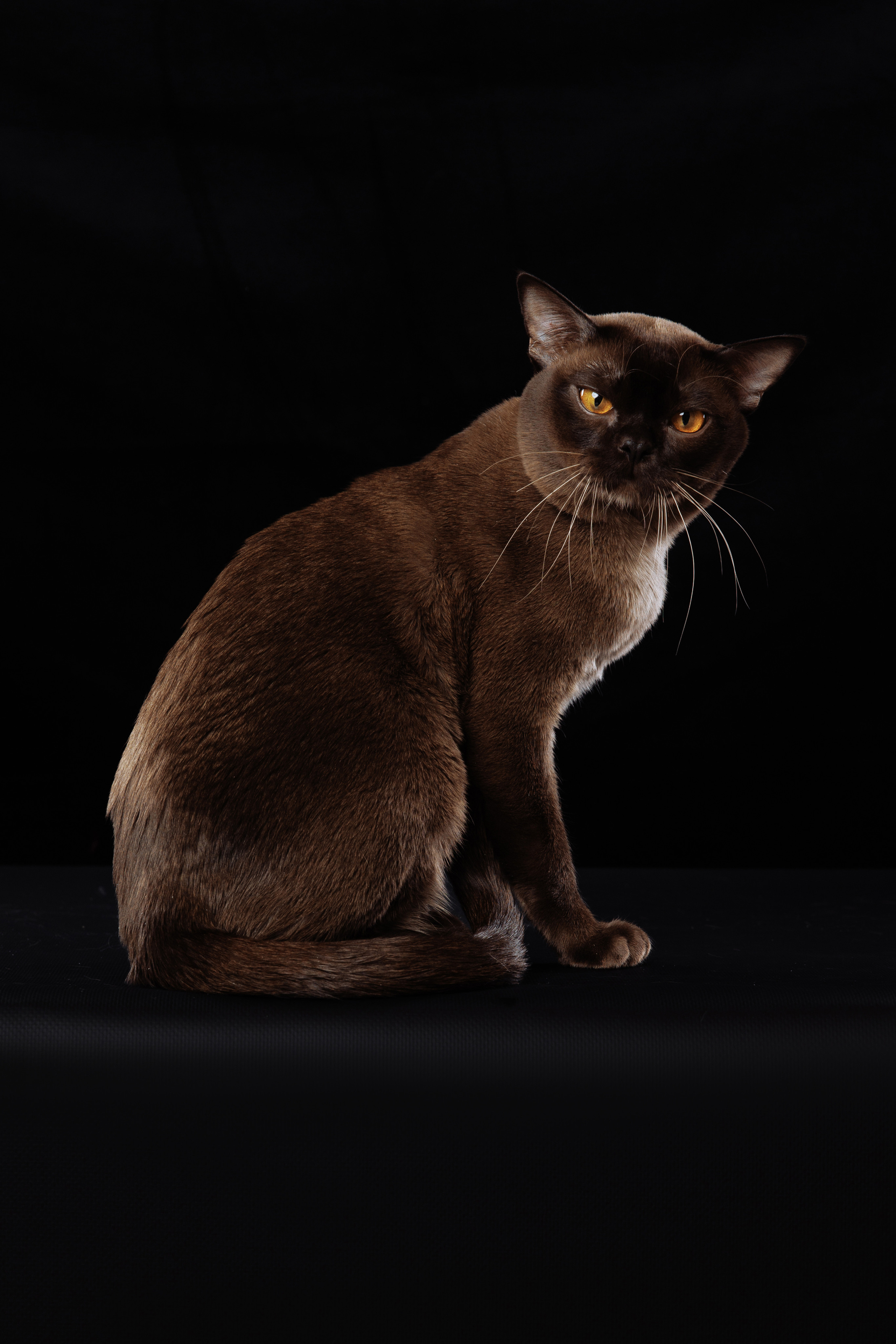 КОТОФОТО. Фотограф-анималист Саша Вязьмина