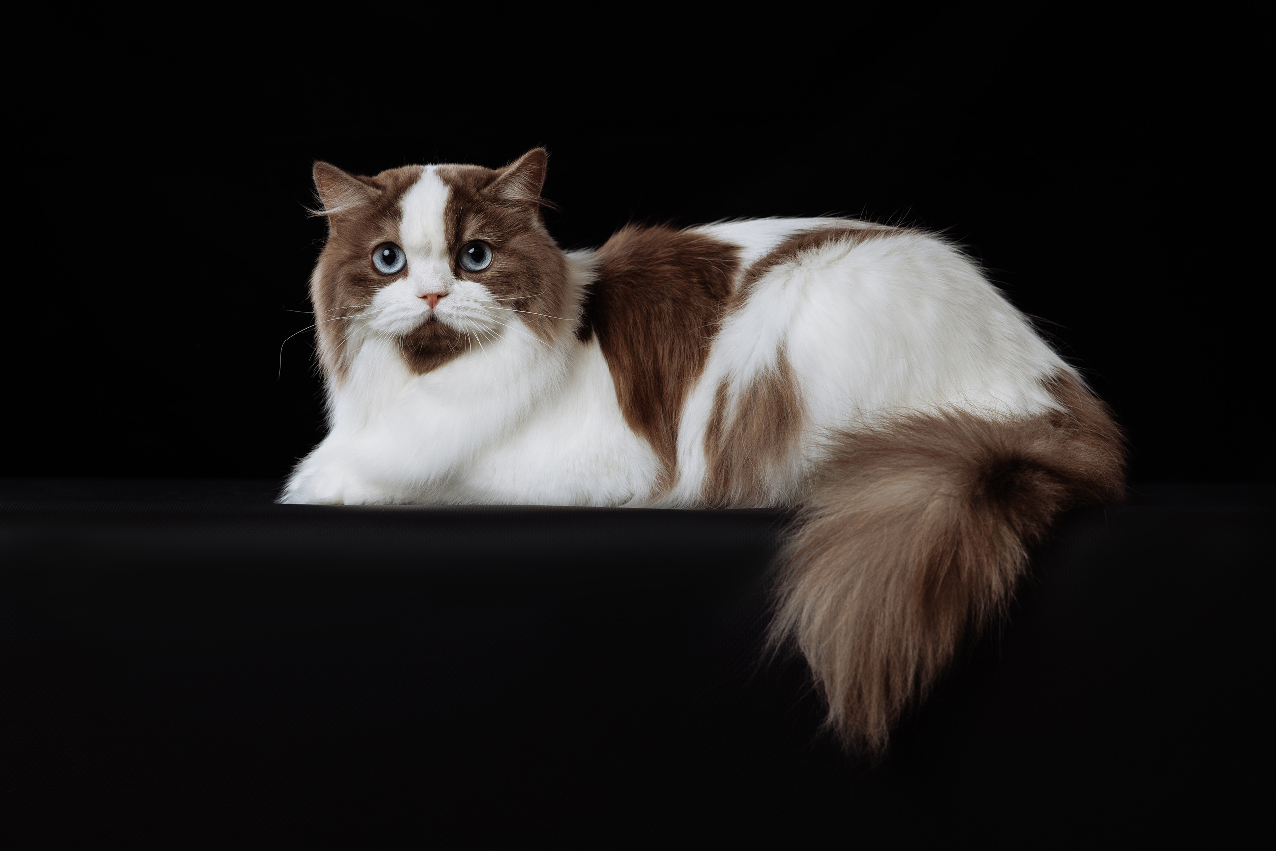 КОТОФОТО. Фотограф-анималист Саша Вязьмина