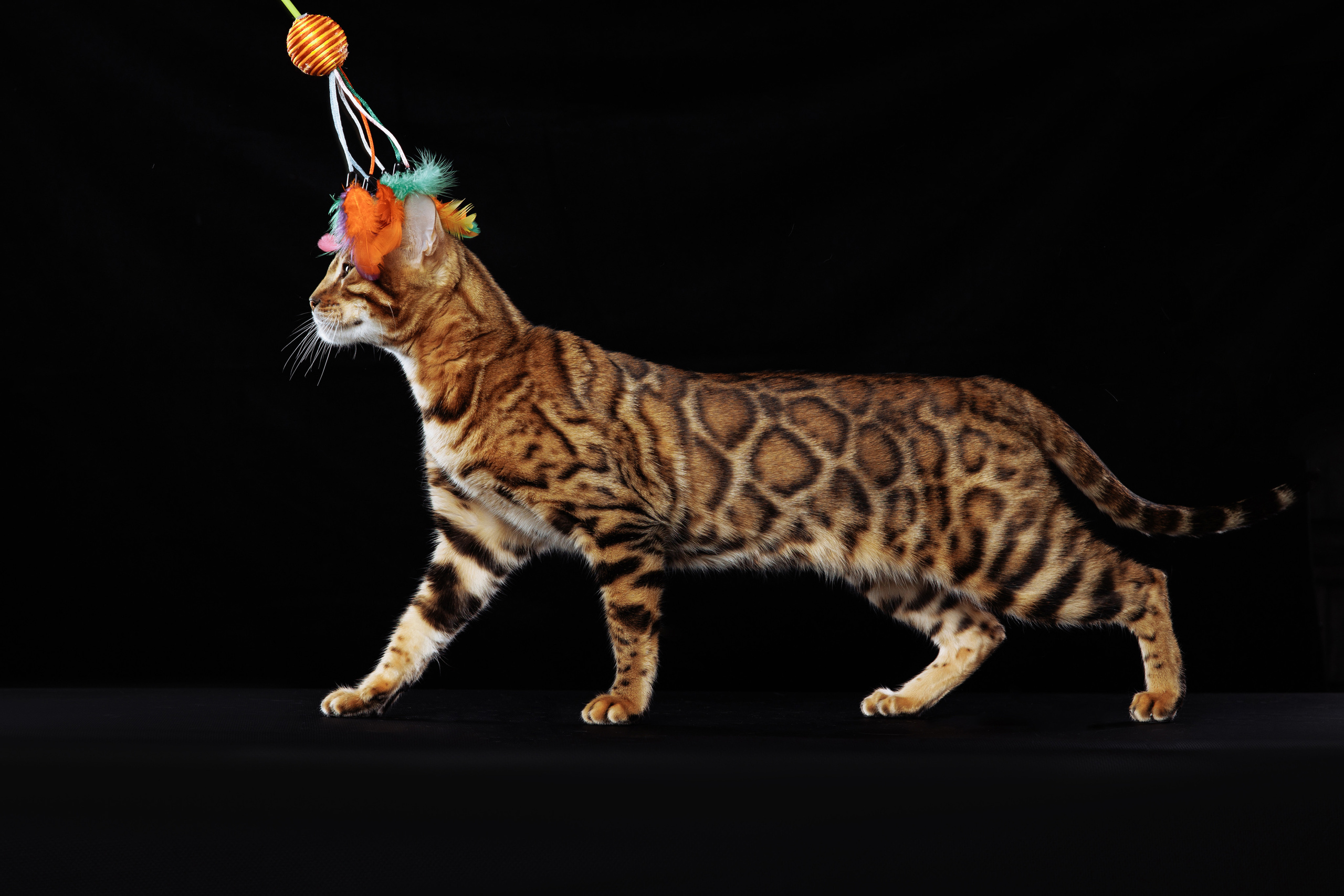 КОТОФОТО. Фотограф-анималист Саша Вязьмина