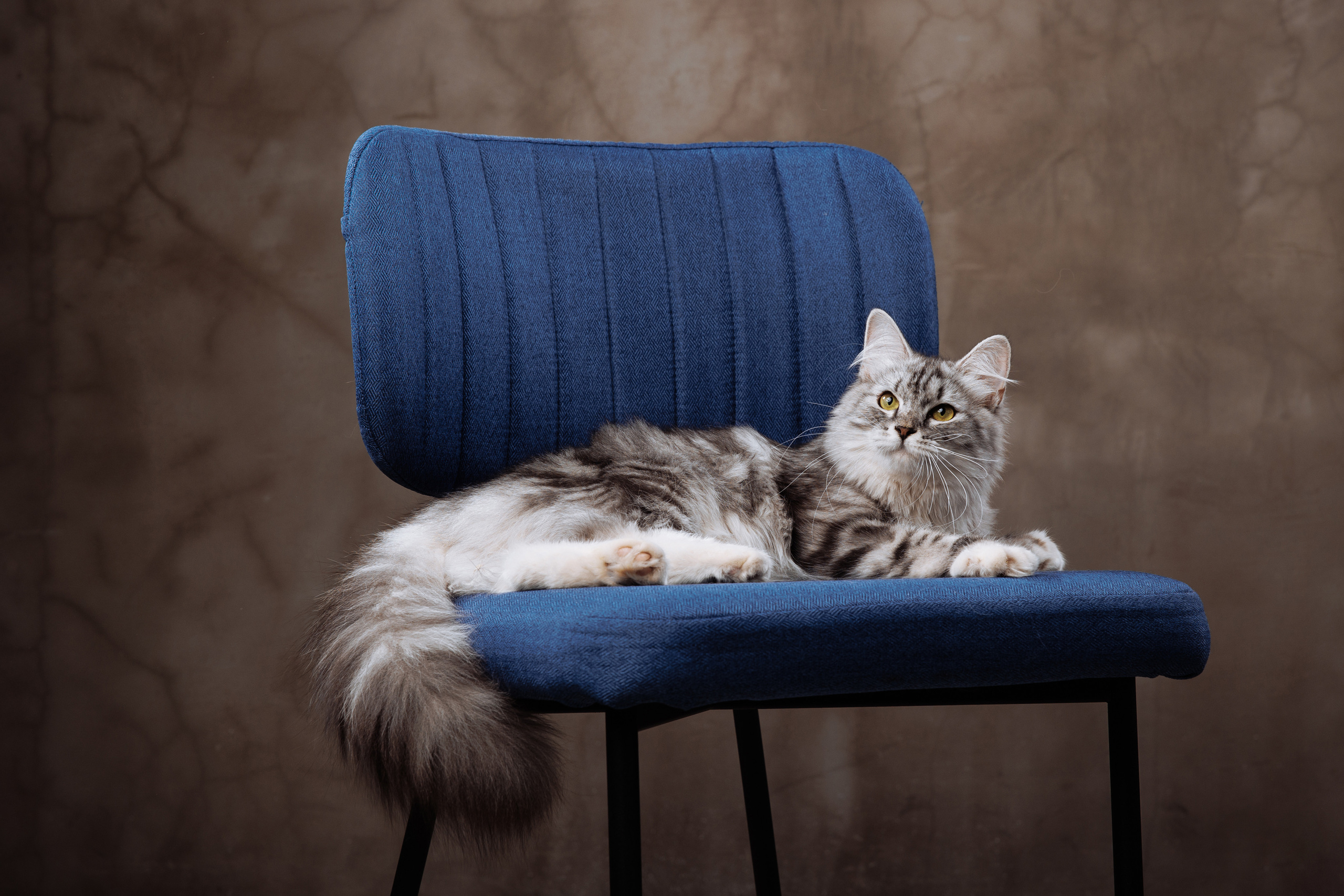 КОТОФОТО. Фотограф-анималист Саша Вязьмина