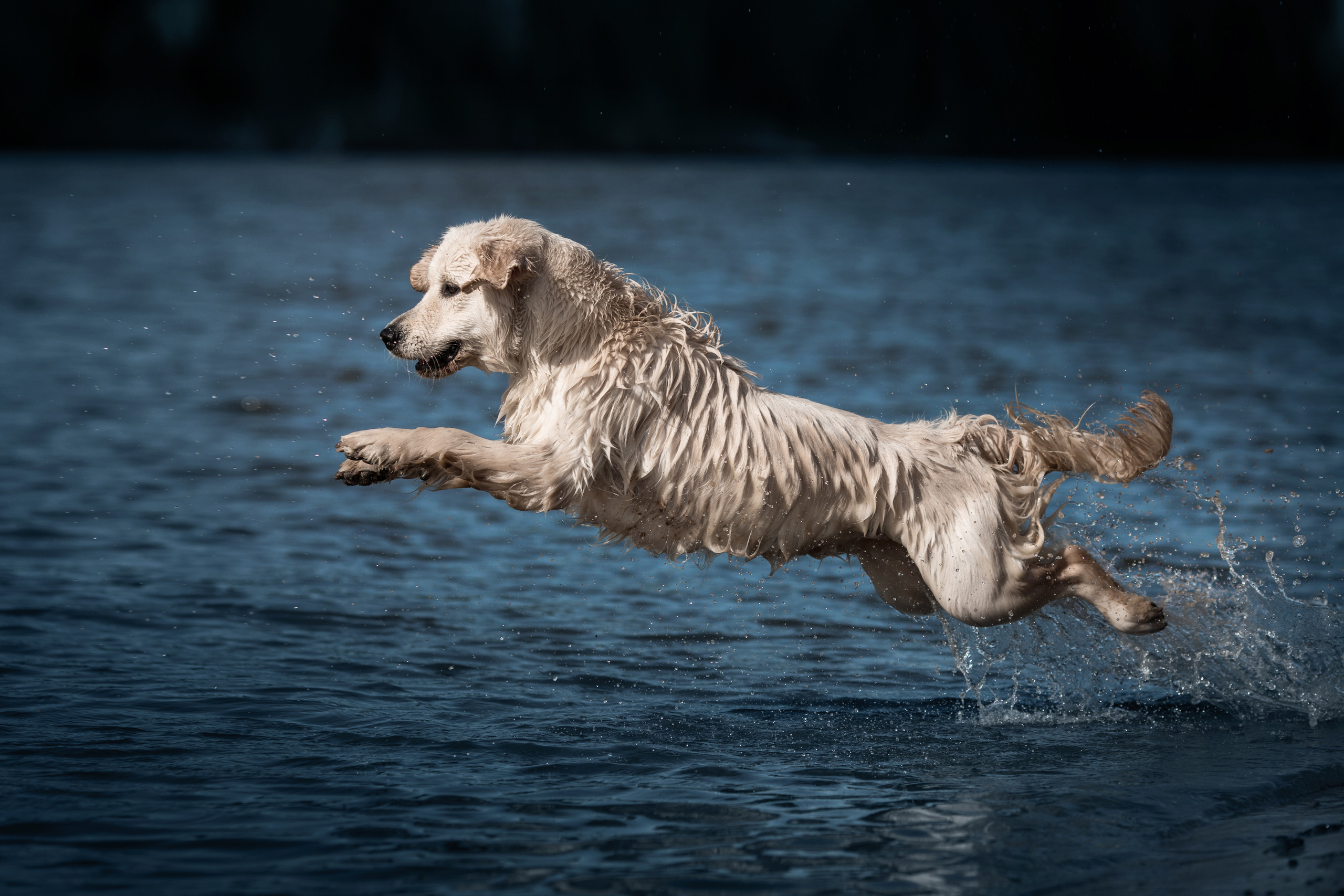 Фотограф-анималист Саша Вязьмина