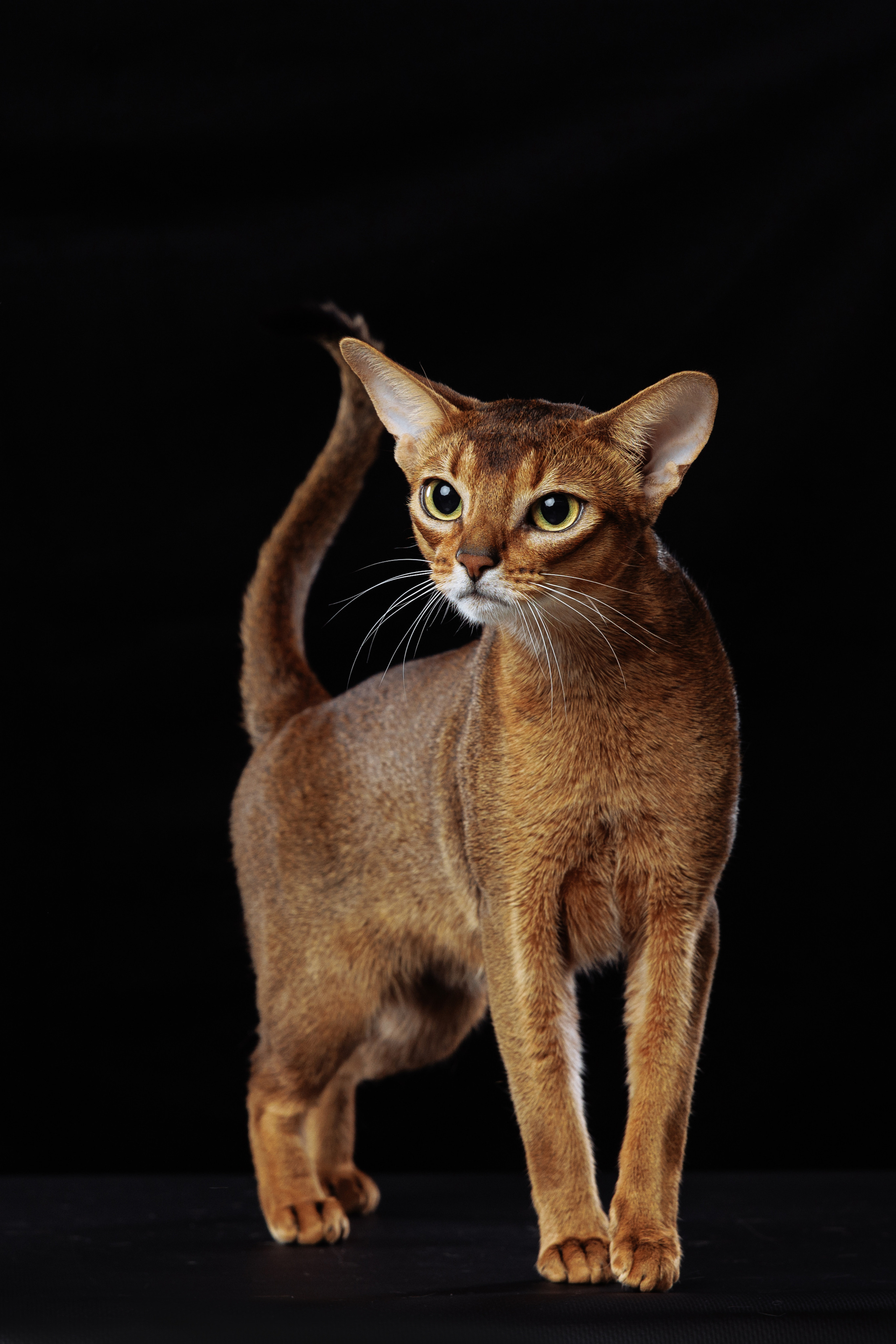 КОТОФОТО. Фотограф-анималист Саша Вязьмина