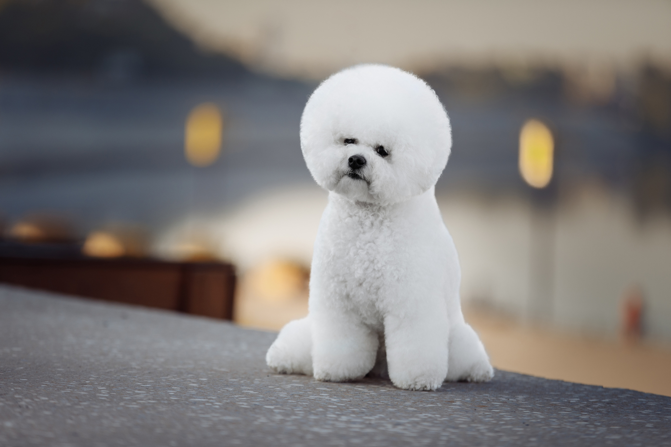 Фотограф-анималист Саша Вязьмина