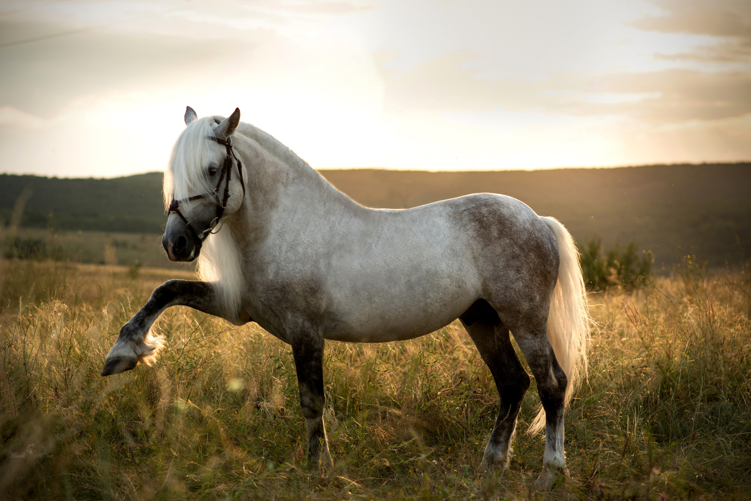 Лошади. Конный фотограф в Саратове Юлия Иванова