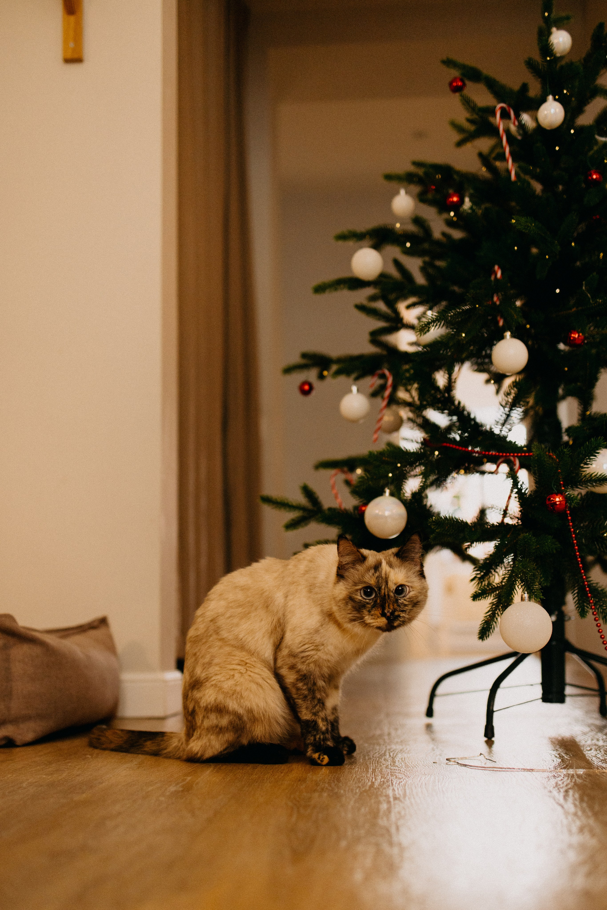 Новогодняя. Фотограф Настя Леонова