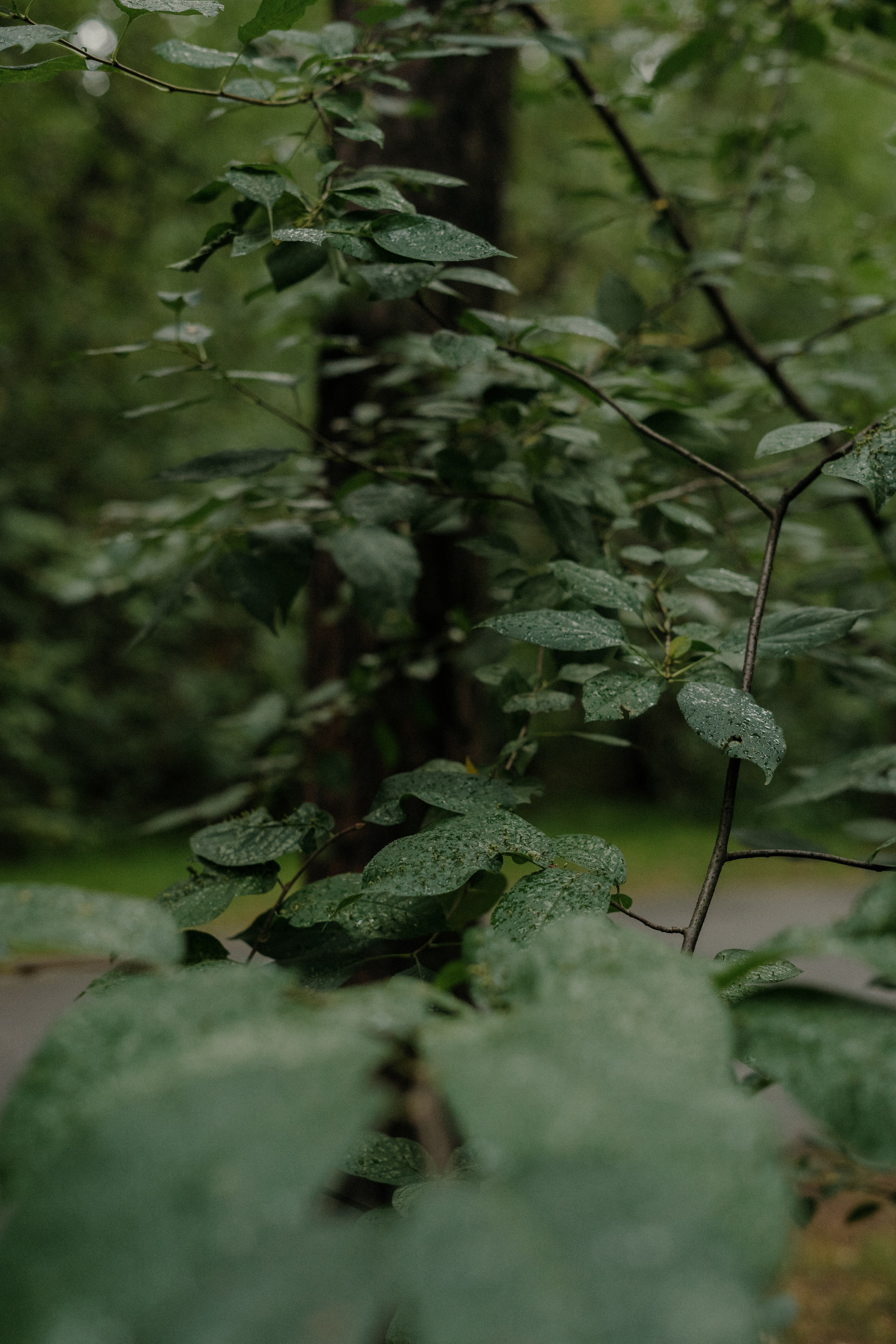 Перед свадьбой. Фотограф Томск Новосибирск Елизавета Вахтеева