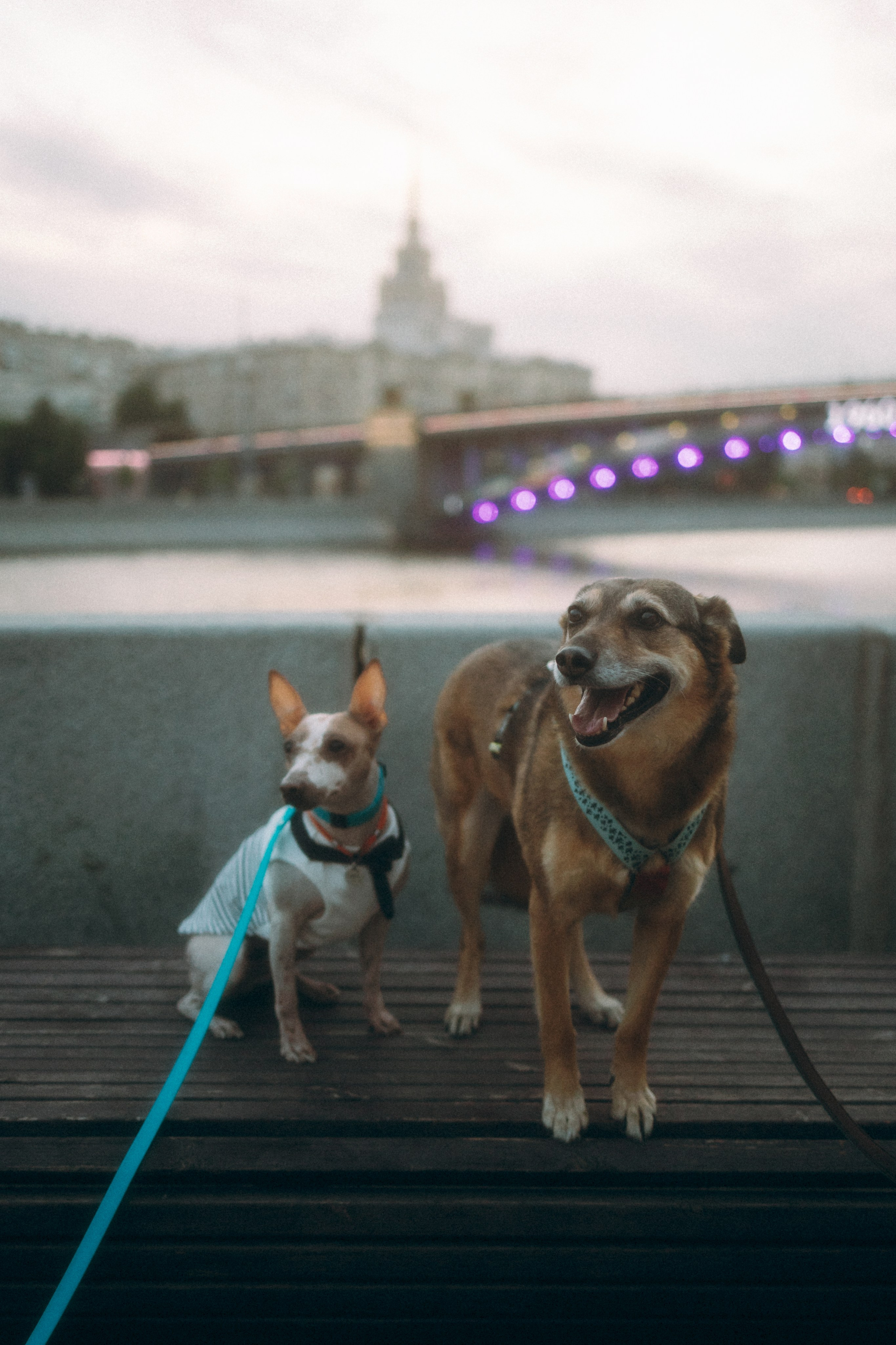 Глаша, Айрон, Ксюша и Оля. Фотограф анималист Анастасия Пикей