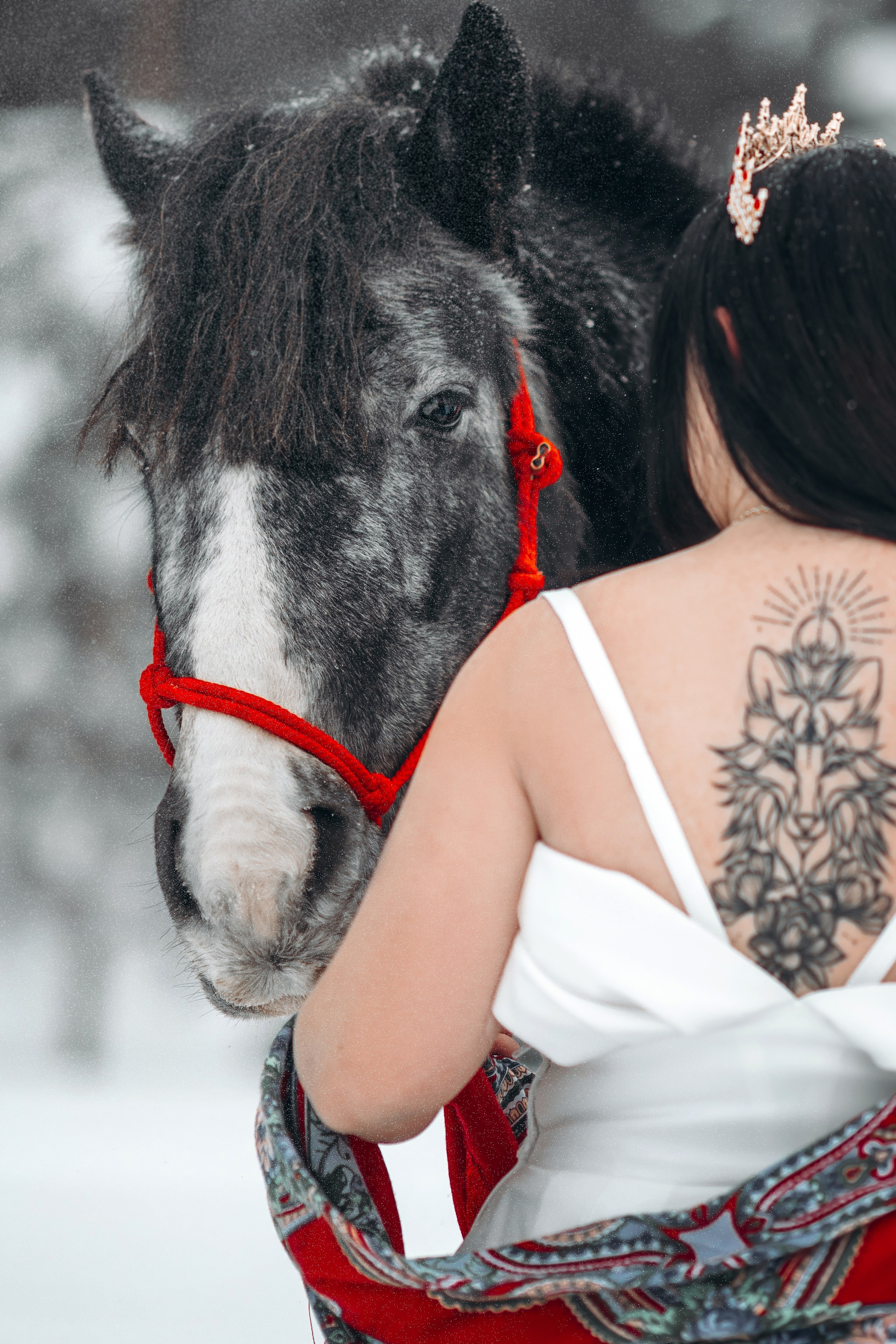 Яблоки на снегу. Анна Молчанова конный фотограф в Тюмени | фотосессии с лошадьми Тюмень