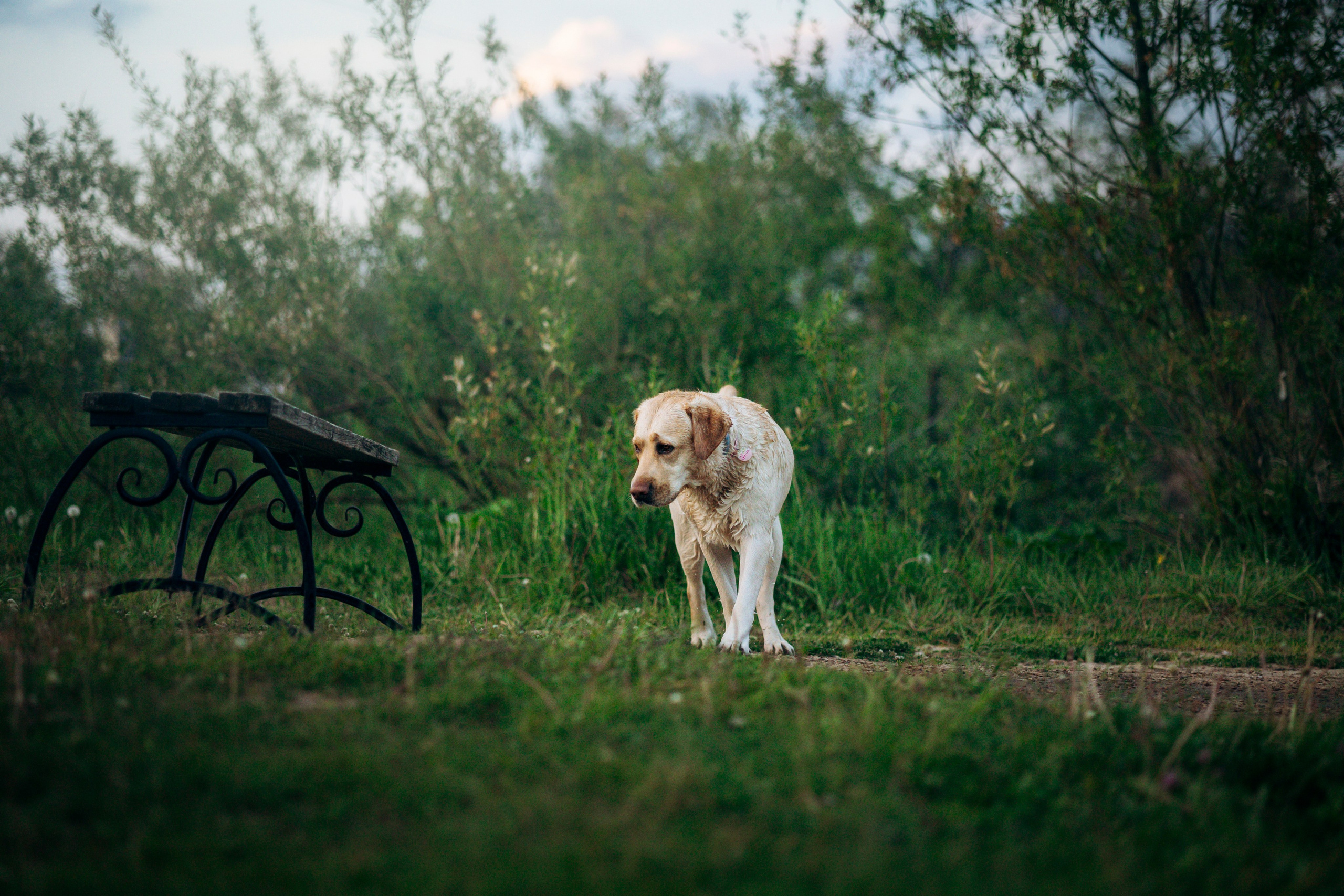Шани и ее семья. Фотограф — Анималист | Санкт-Петербург
